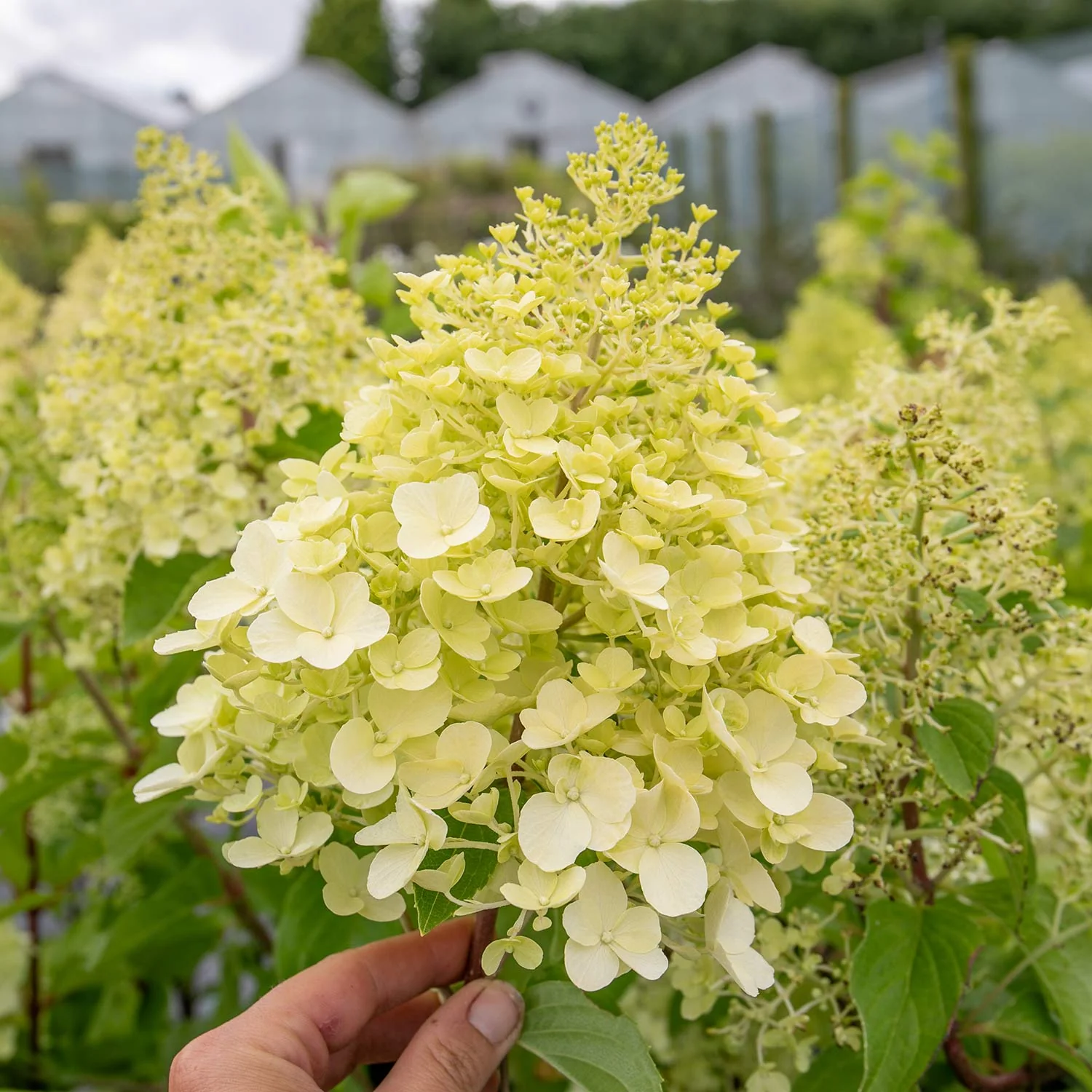 Hydrangea 'Hercules' - Image 4