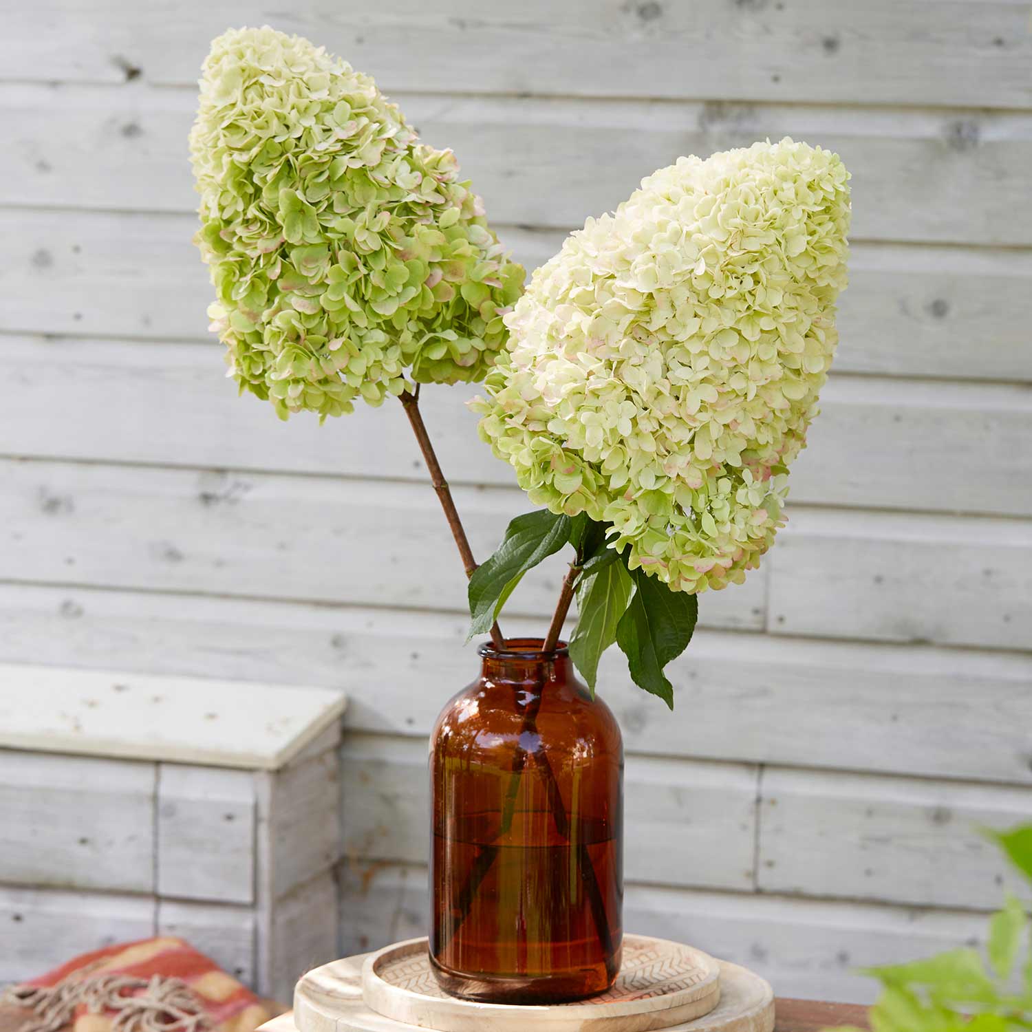 Hydrangea 'Hercules' - Image 9
