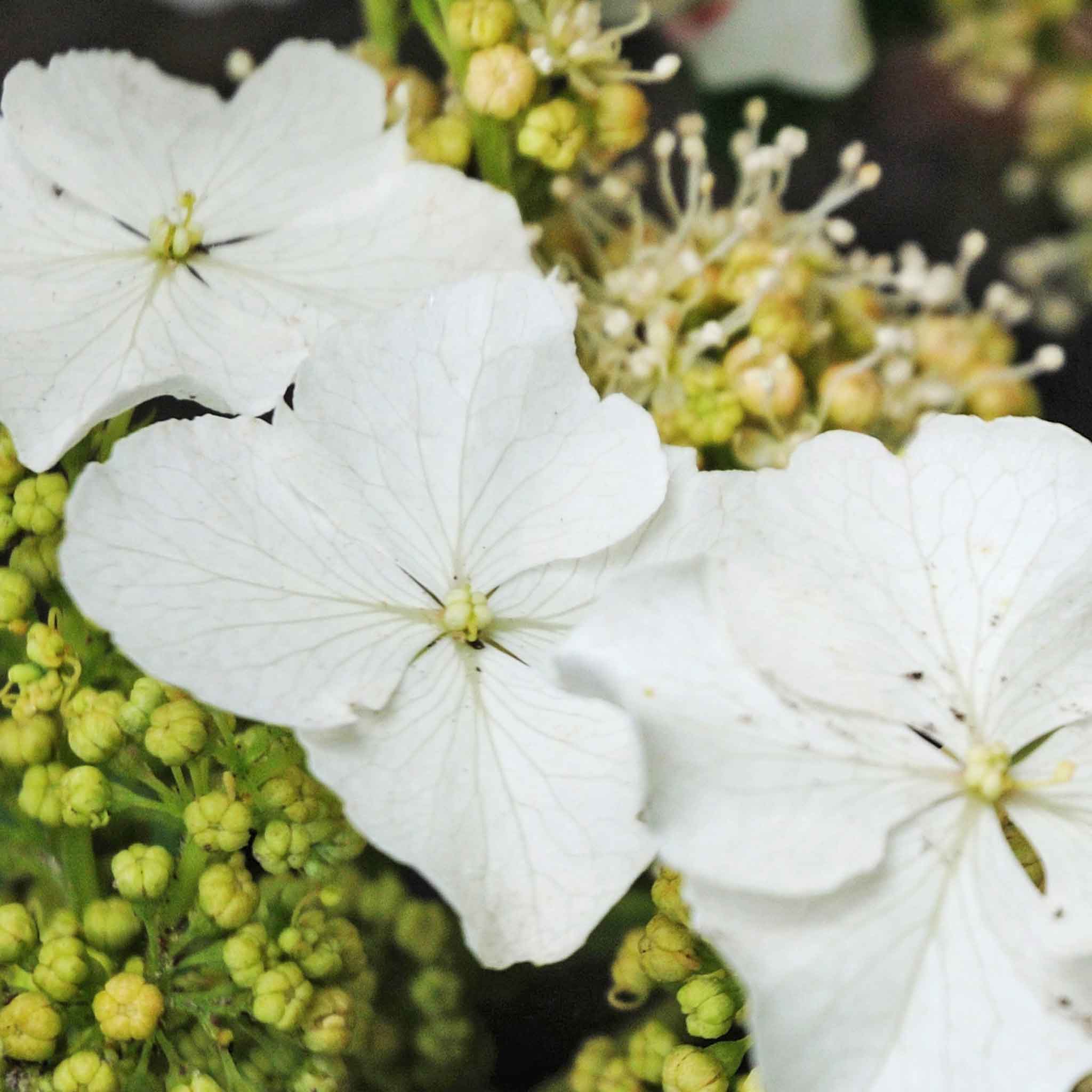 Hydrangea querc. 'Ice Crystal'® - Image 2