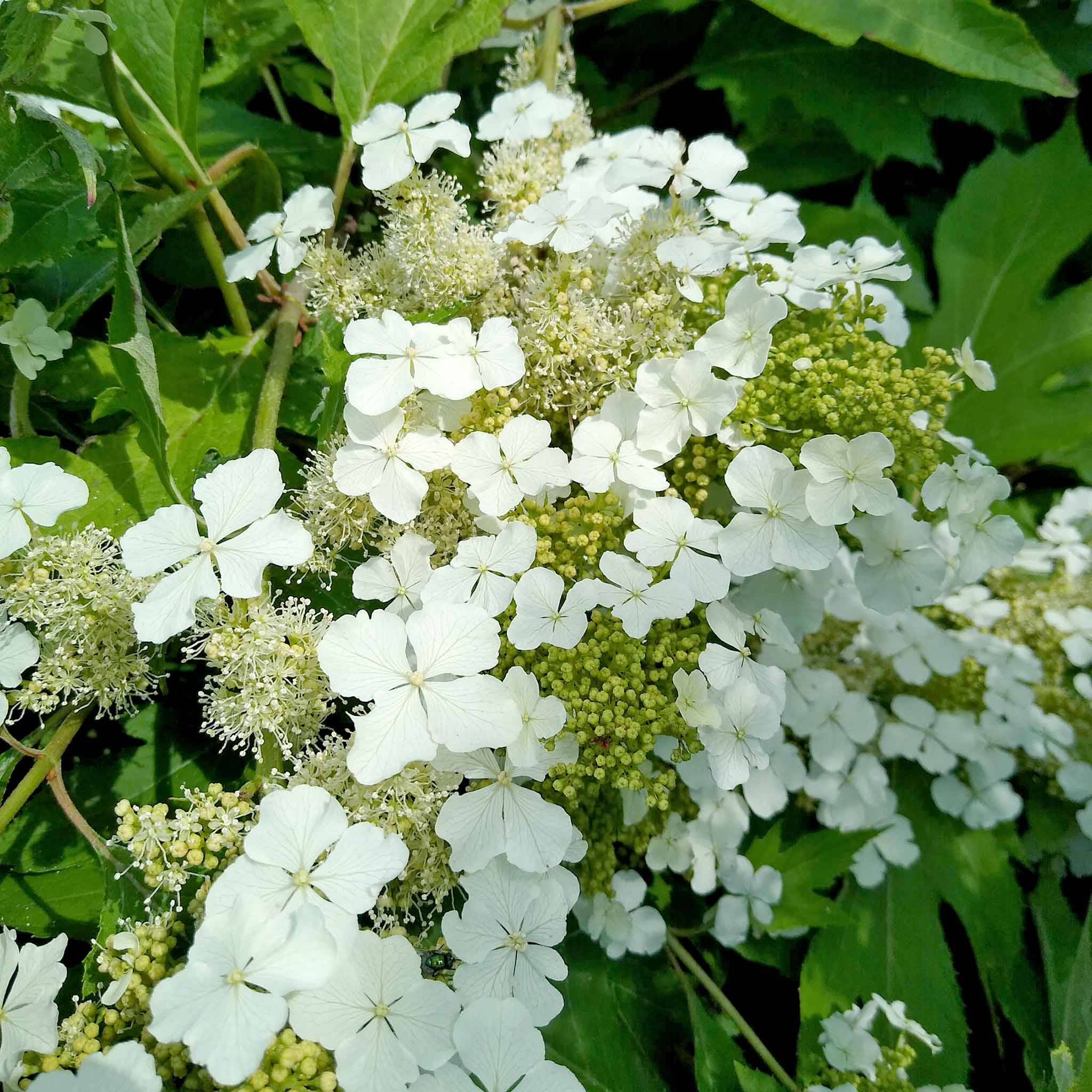 Hydrangea querc. 'Ice Crystal'® - Image 3