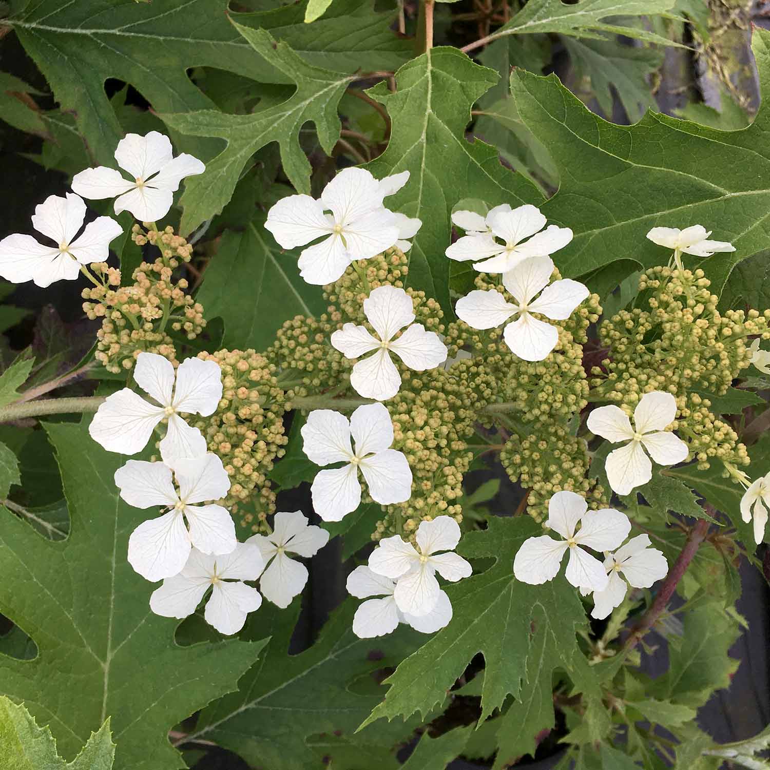 Hydrangea querc. 'Ice Crystal'® - Image 4