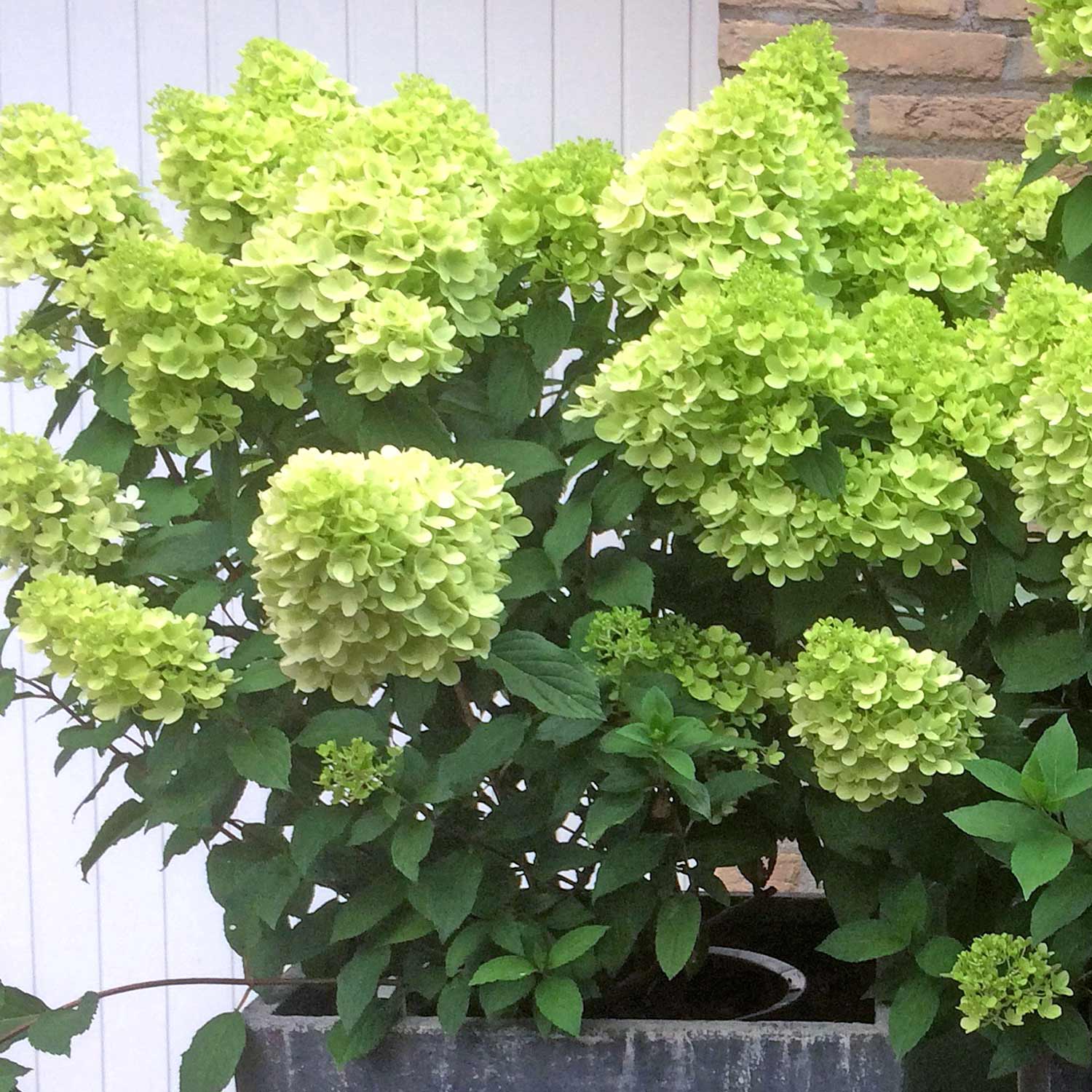 Hydrangea 'Mojito' - Image 3