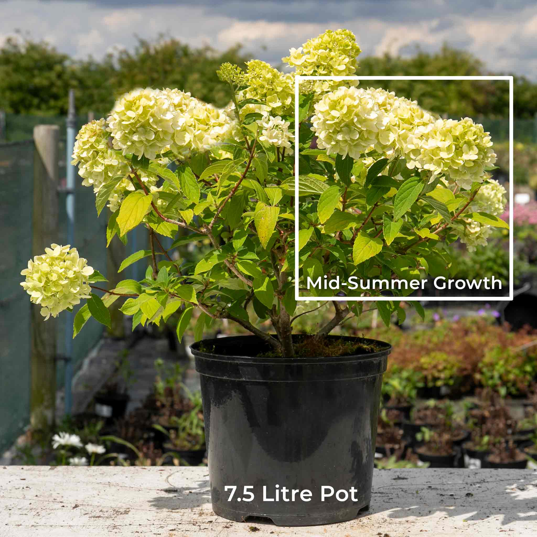 Hydrangea 'Mojito' - Image 4