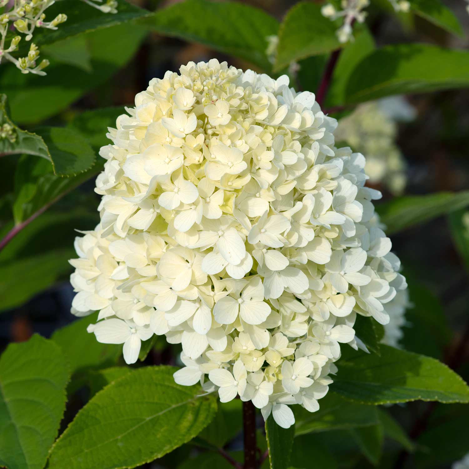 Hydrangea 'Mojito' - Image 9