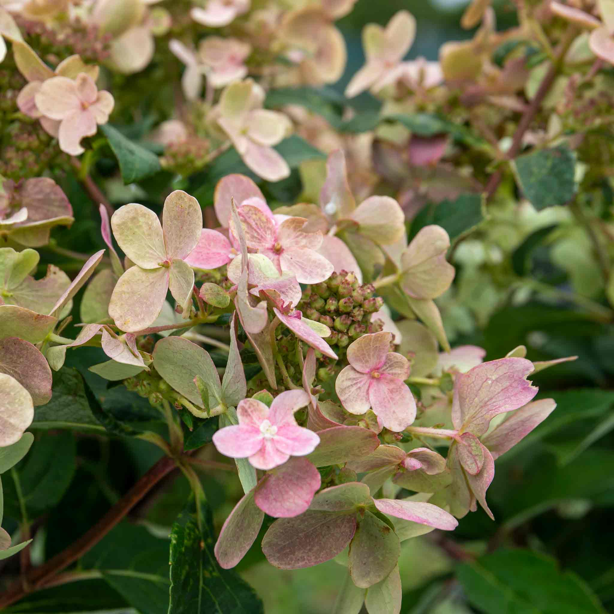 Hydrangea 'Polestar' - Image 7