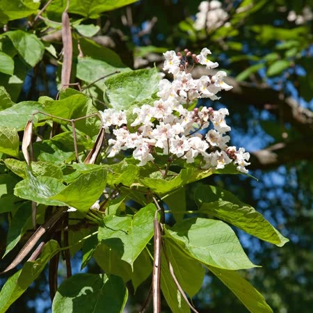 Indian Bean Tree - Image 2