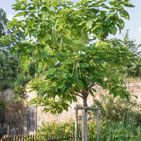 Indian Bean Tree - Image 6