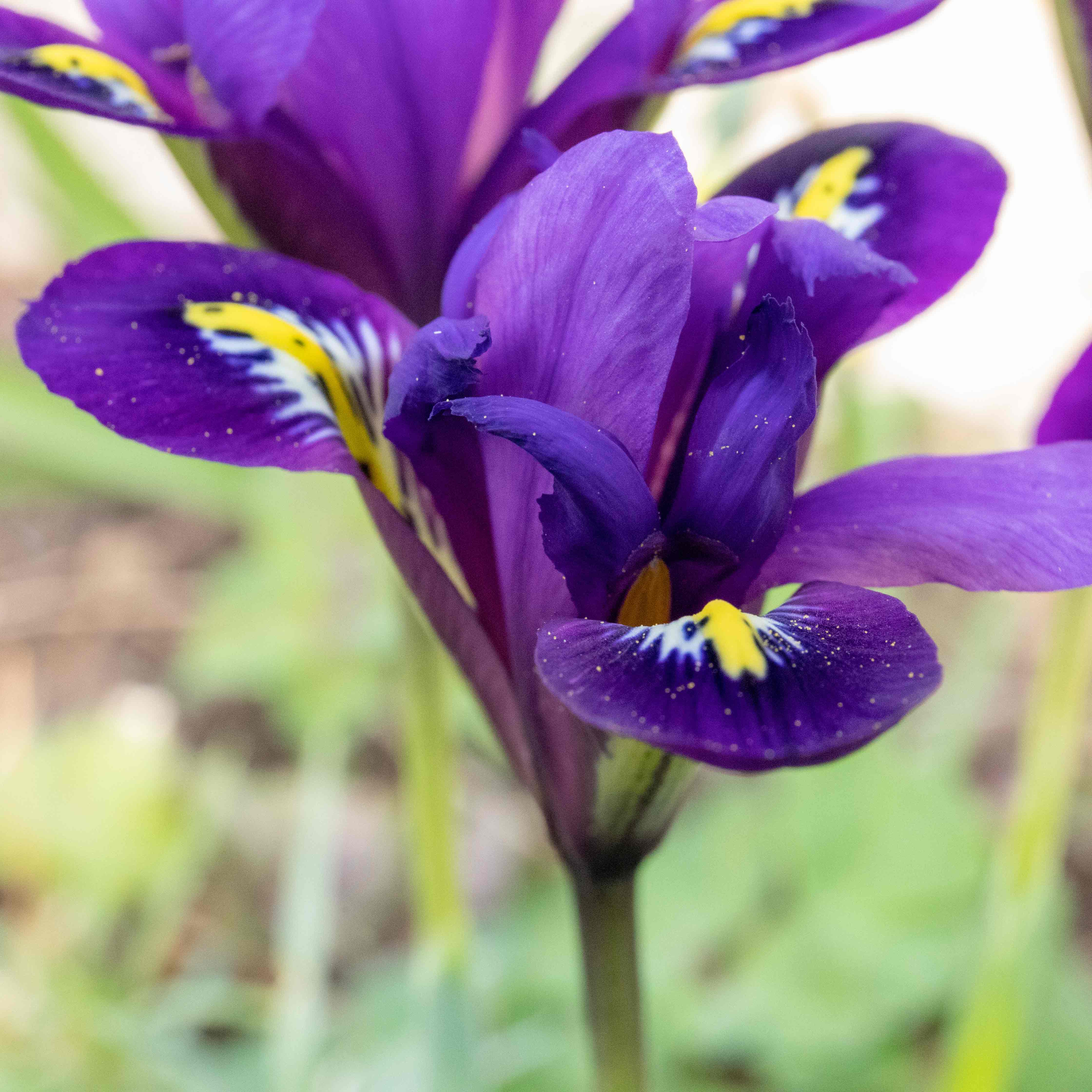Iris Bulbs 'Harmony' - Image 10