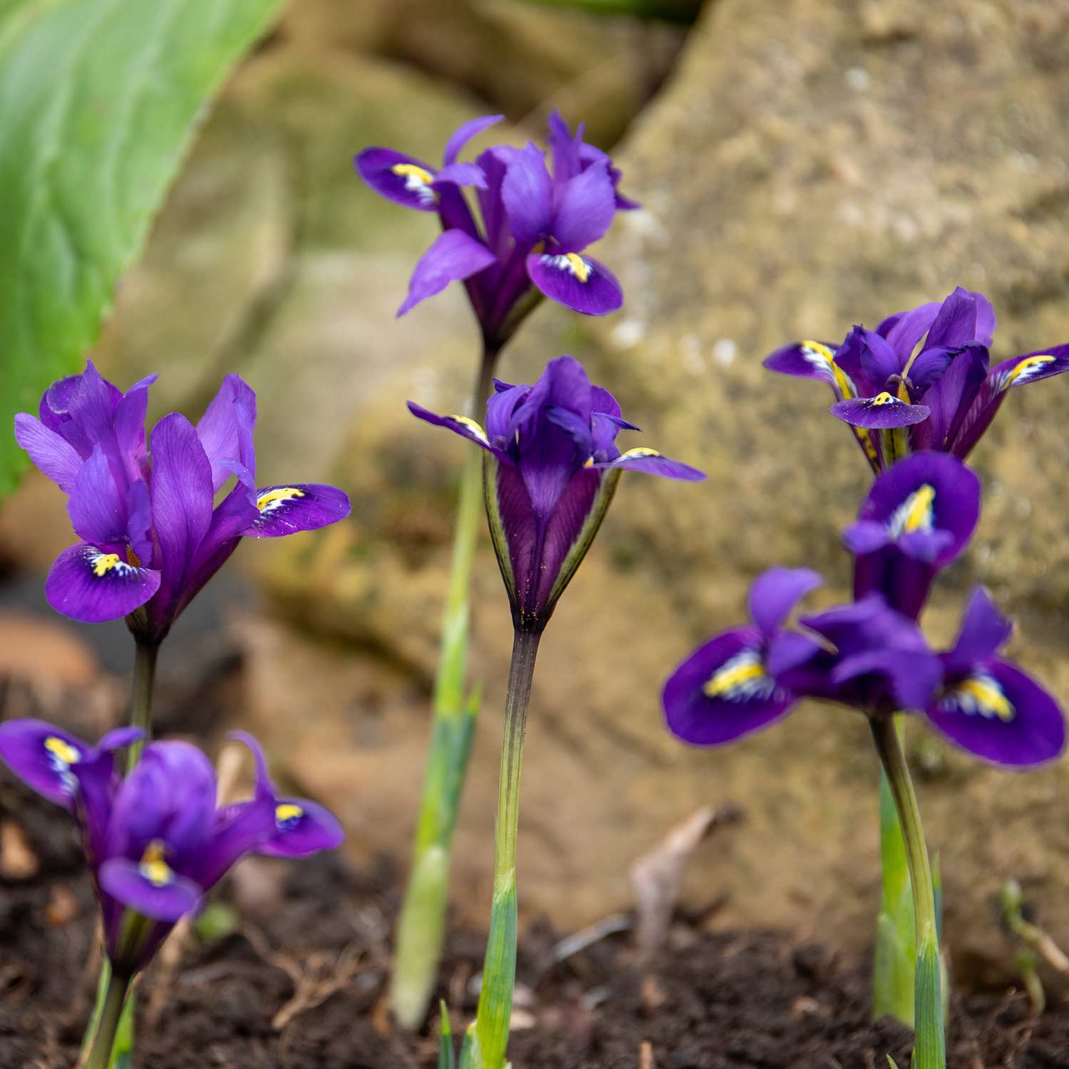 Iris Bulbs 'Harmony' - Image 4