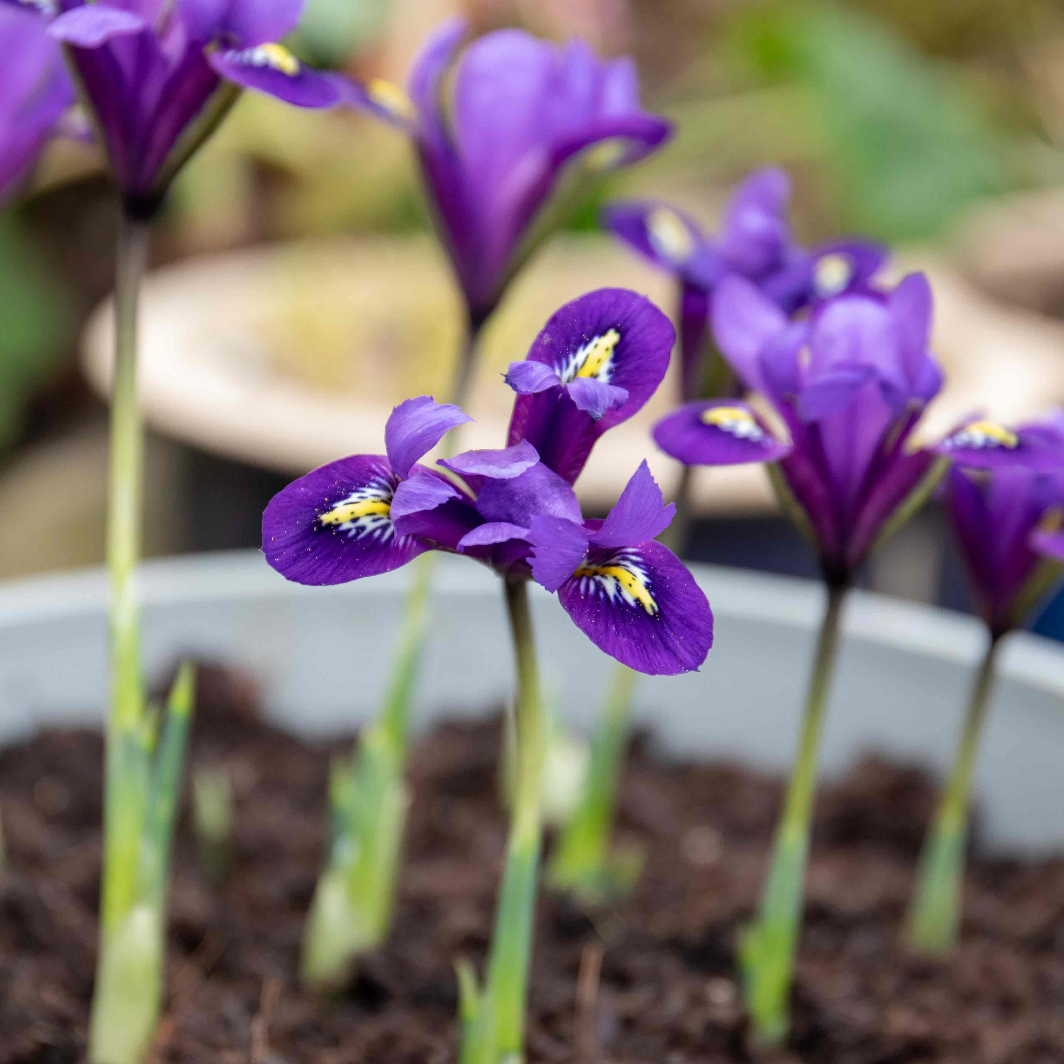 Iris Bulbs 'Harmony' - Image 6