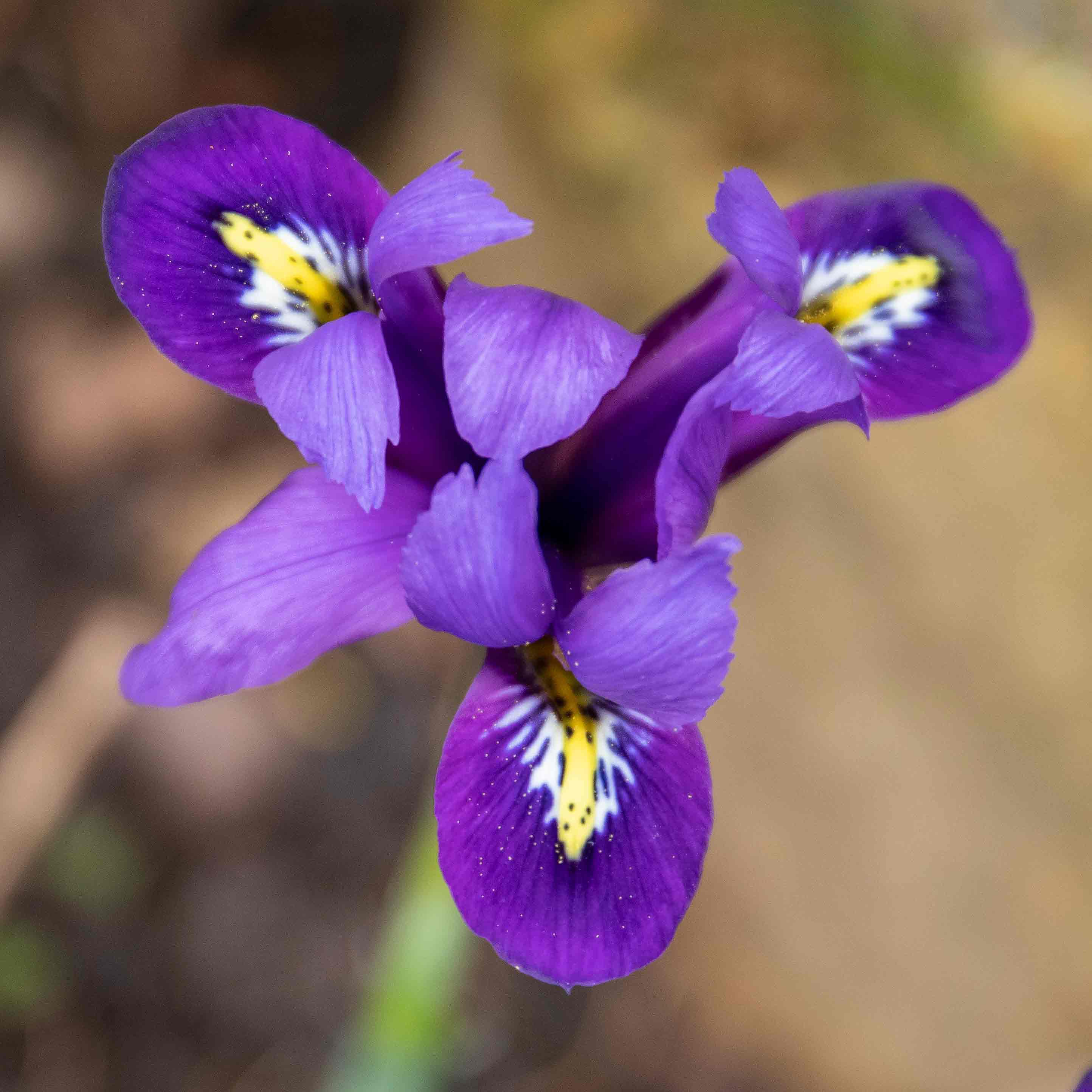 Iris Bulbs 'Harmony' - Image 7