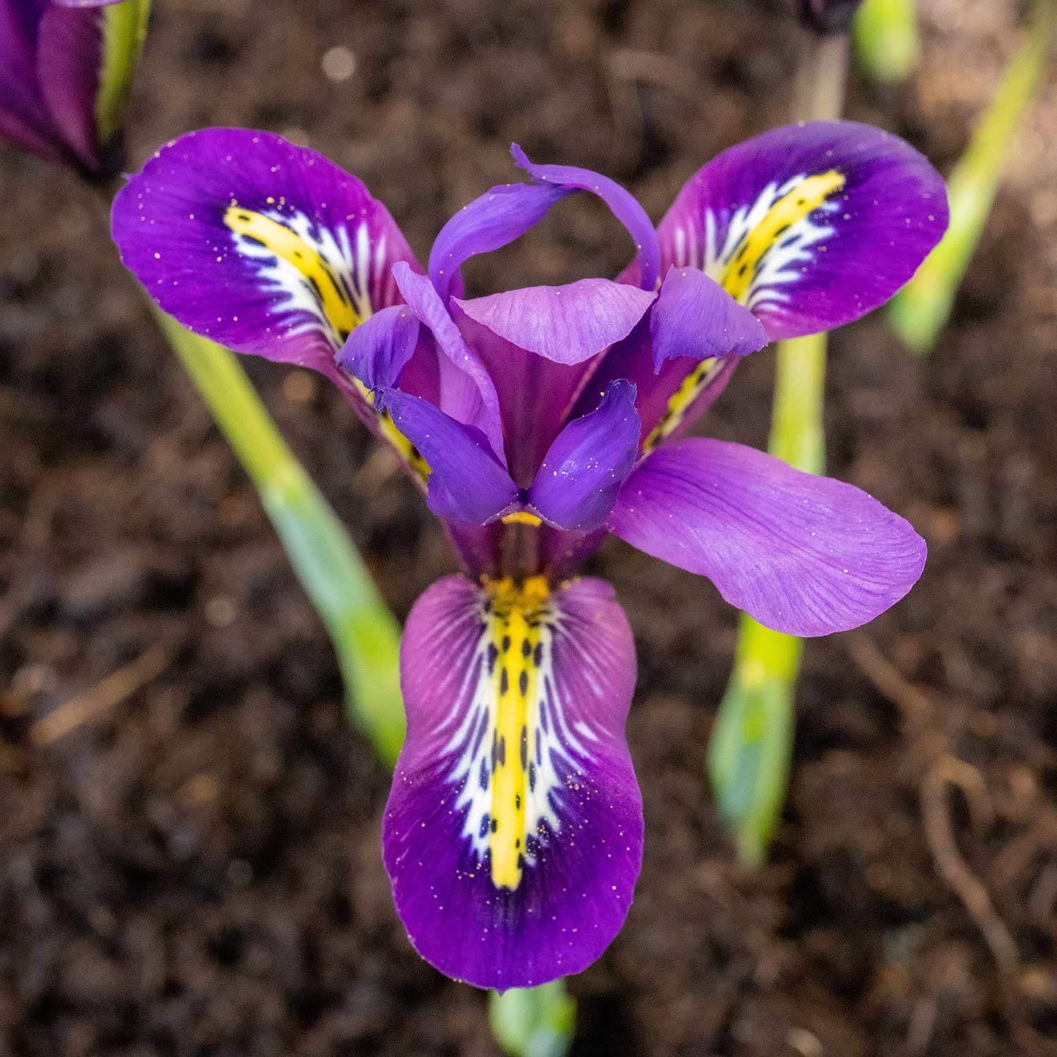Iris Bulbs 'Harmony' - Image 8