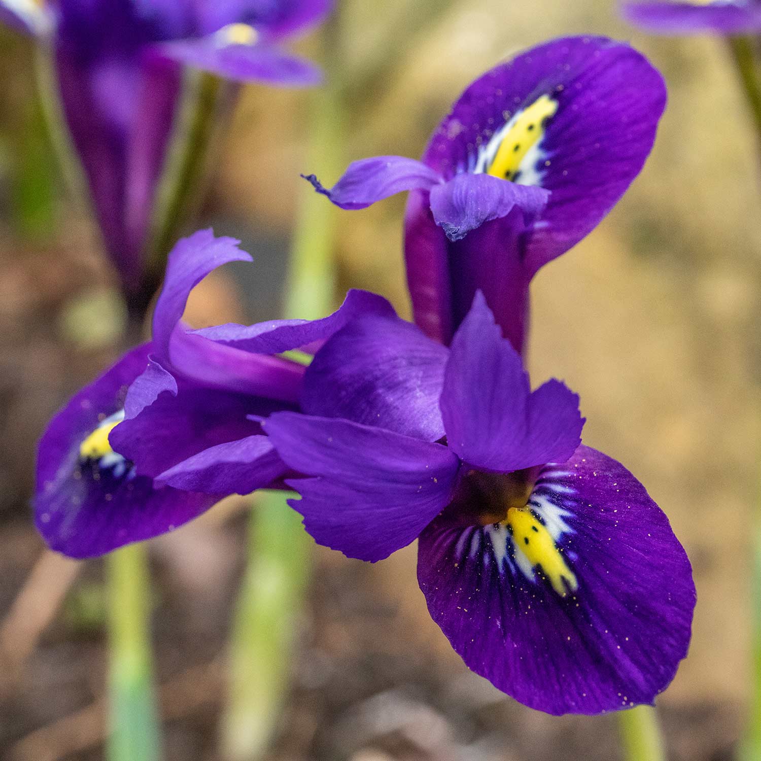 Iris Bulbs 'Harmony' - Image 9