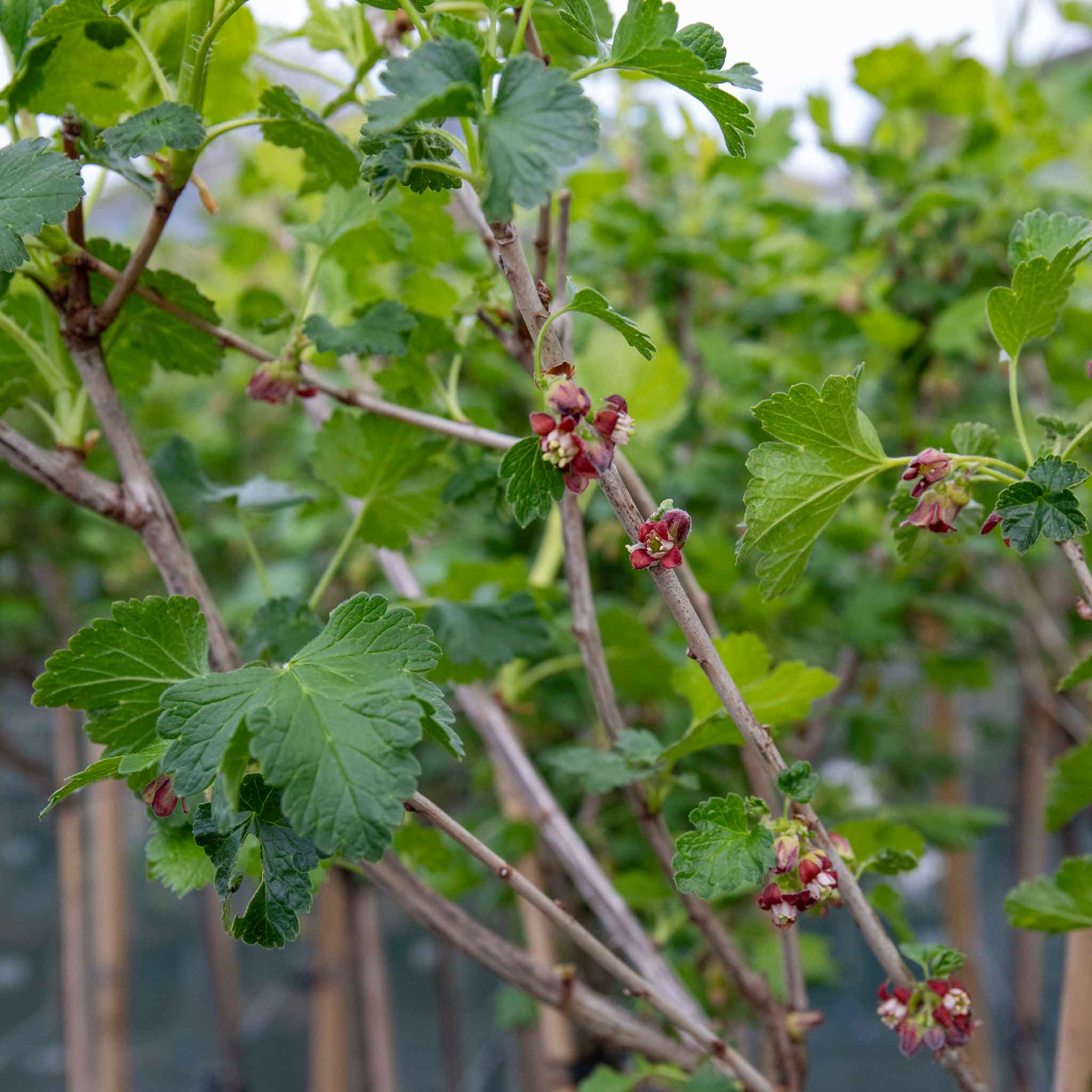 Jostaberry Plant - Image 3