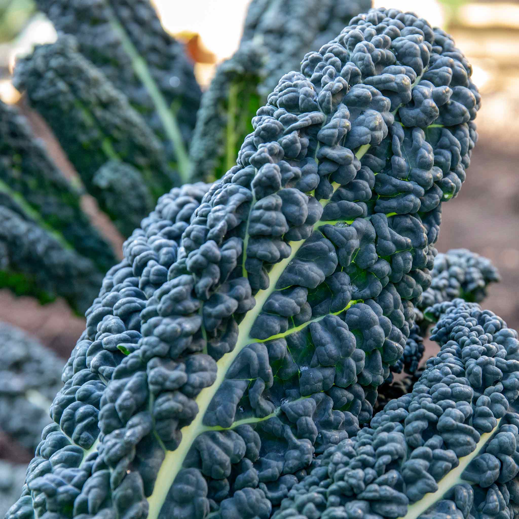 Kale Cavolo Nero 'Black Magic' - Image 3