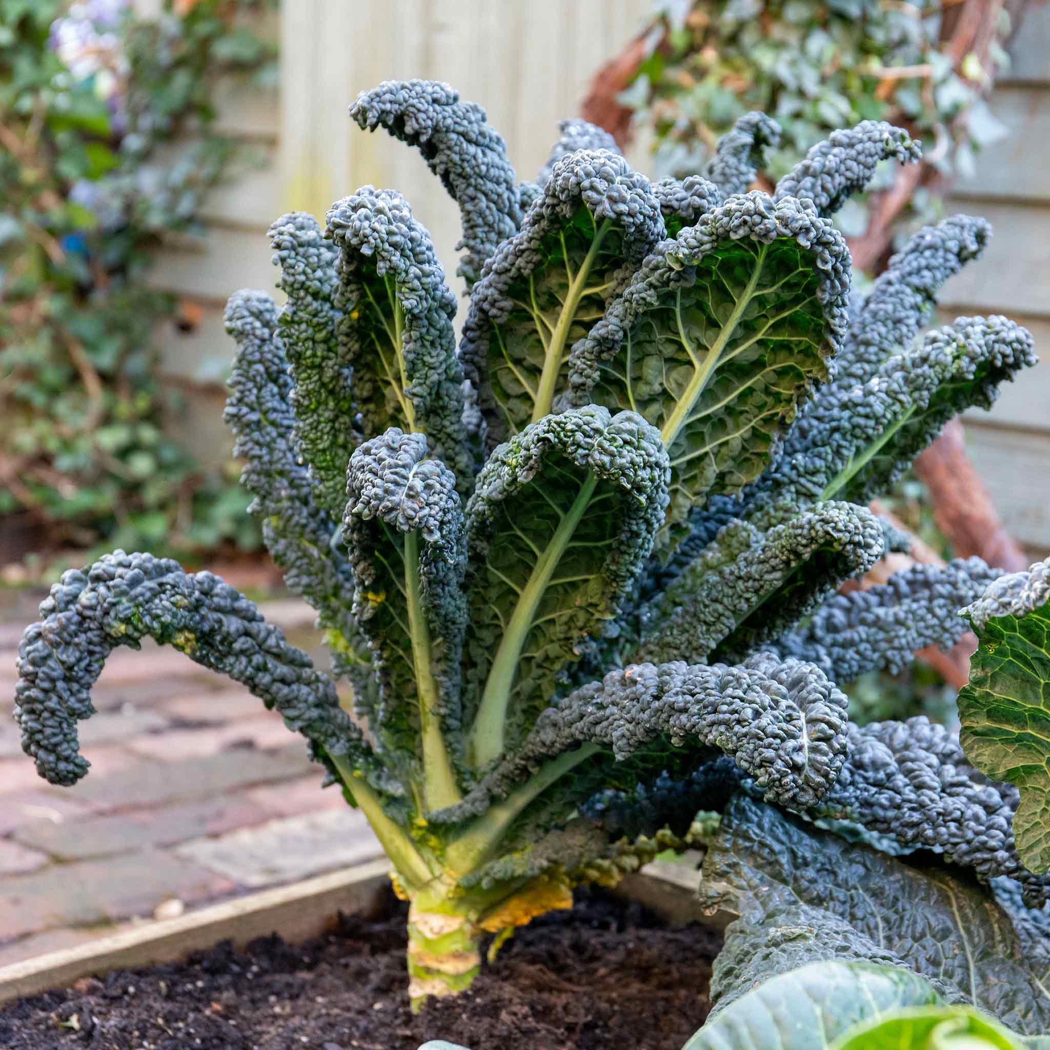 Kale Cavolo Nero 'Black Magic' - Image 4