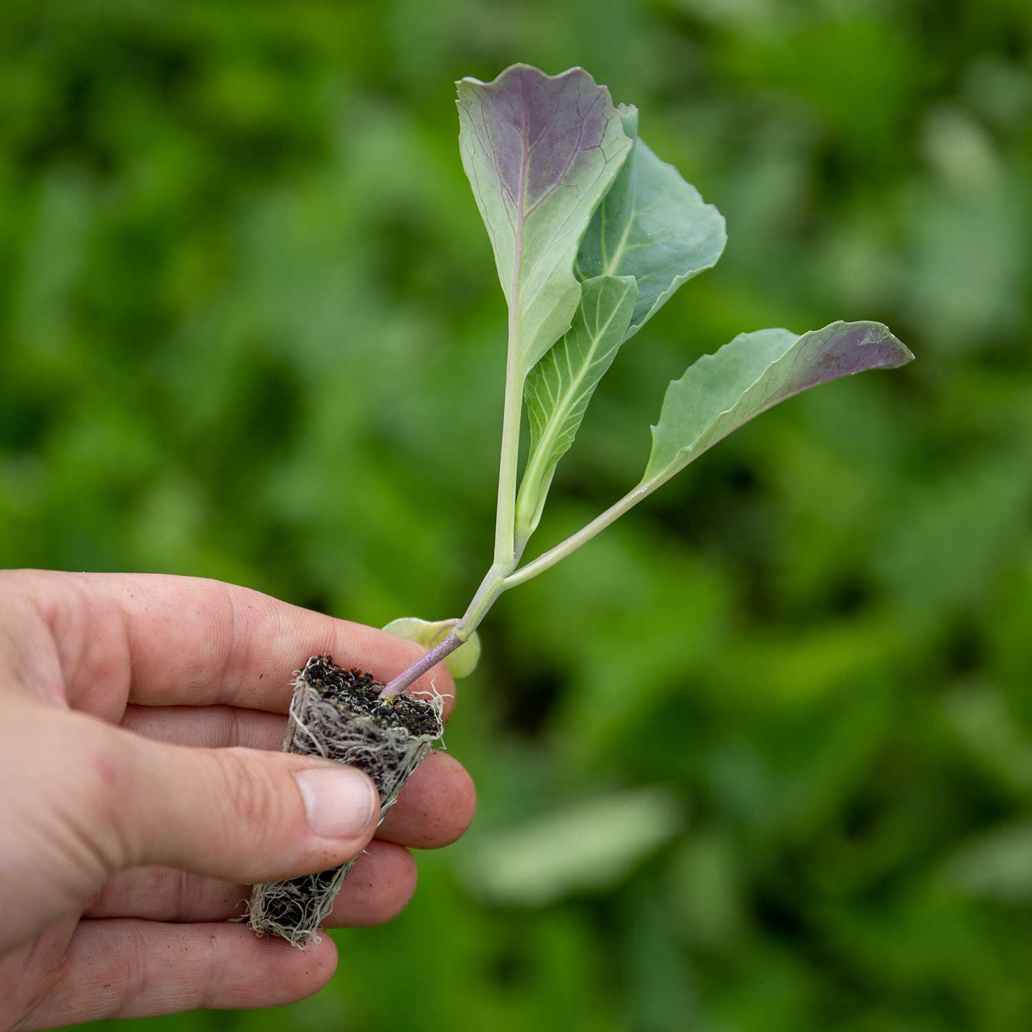 Kale Cavolo Nero 'Black Magic' - Image 5