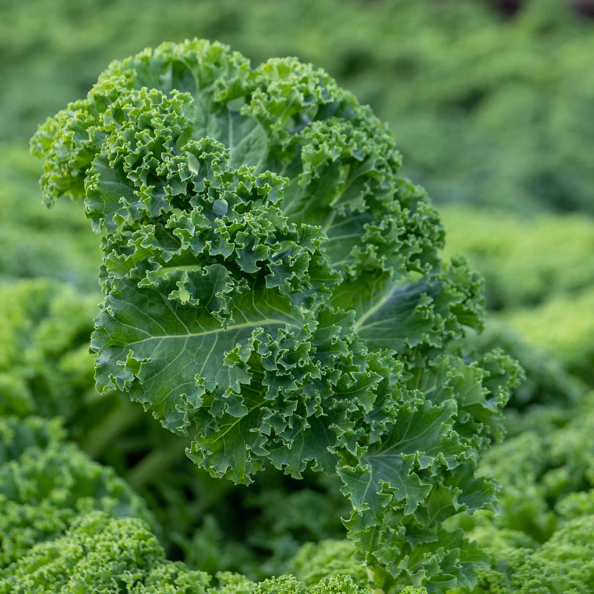 Kale 'Curled Afro' - Image 6