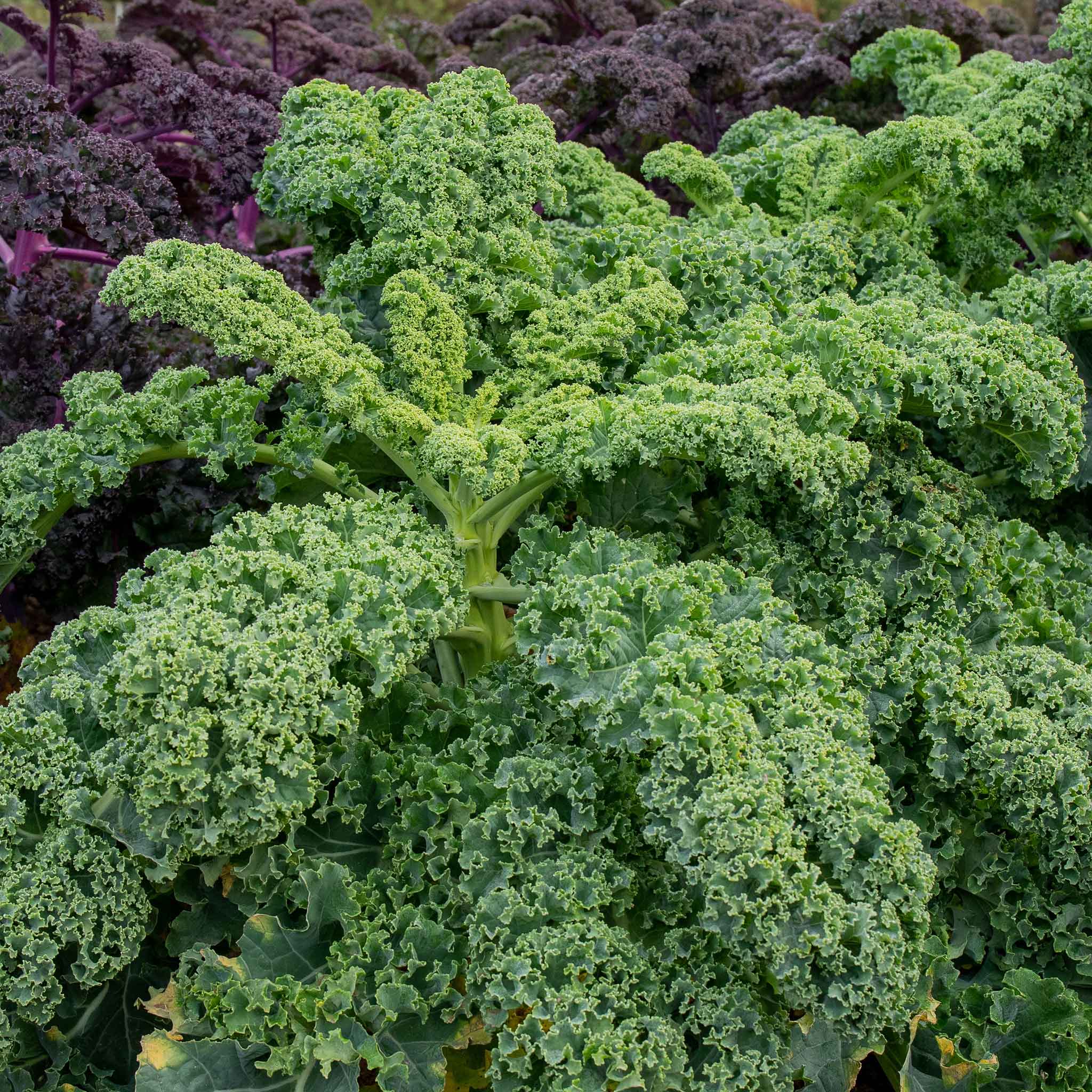 Brassica 'Winter & Spring Cropping' Collection - Image 6