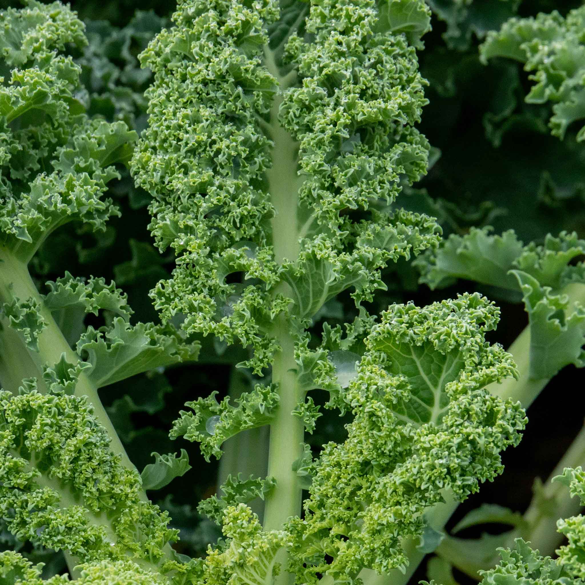 Kale 'Reflex' - Image 3