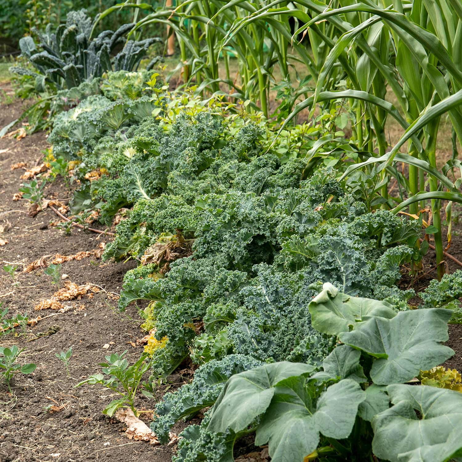 Kale Seeds 'Dwarf Green Curled' - Image 6