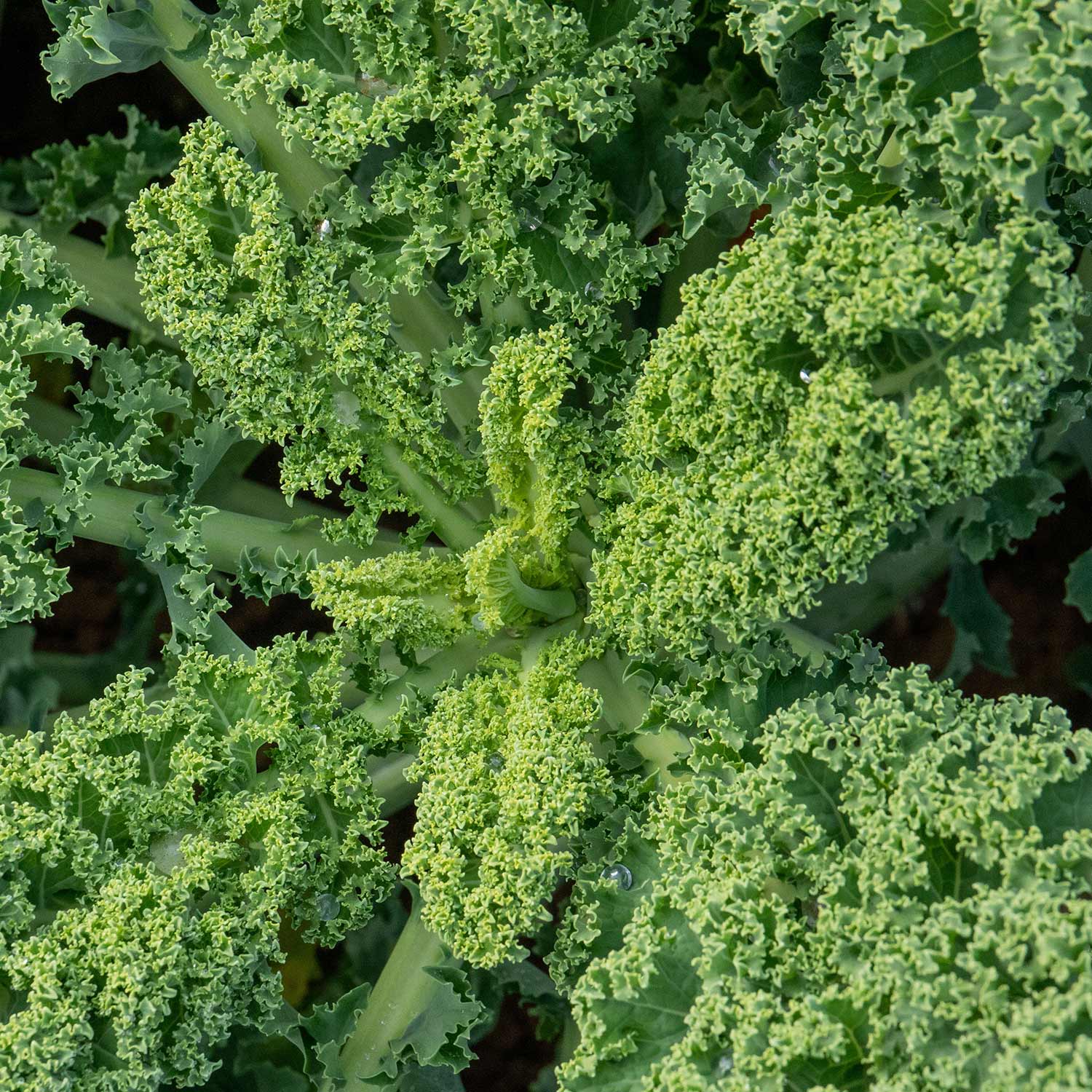 Kale Seeds 'Winterbor' F1 - Image 4