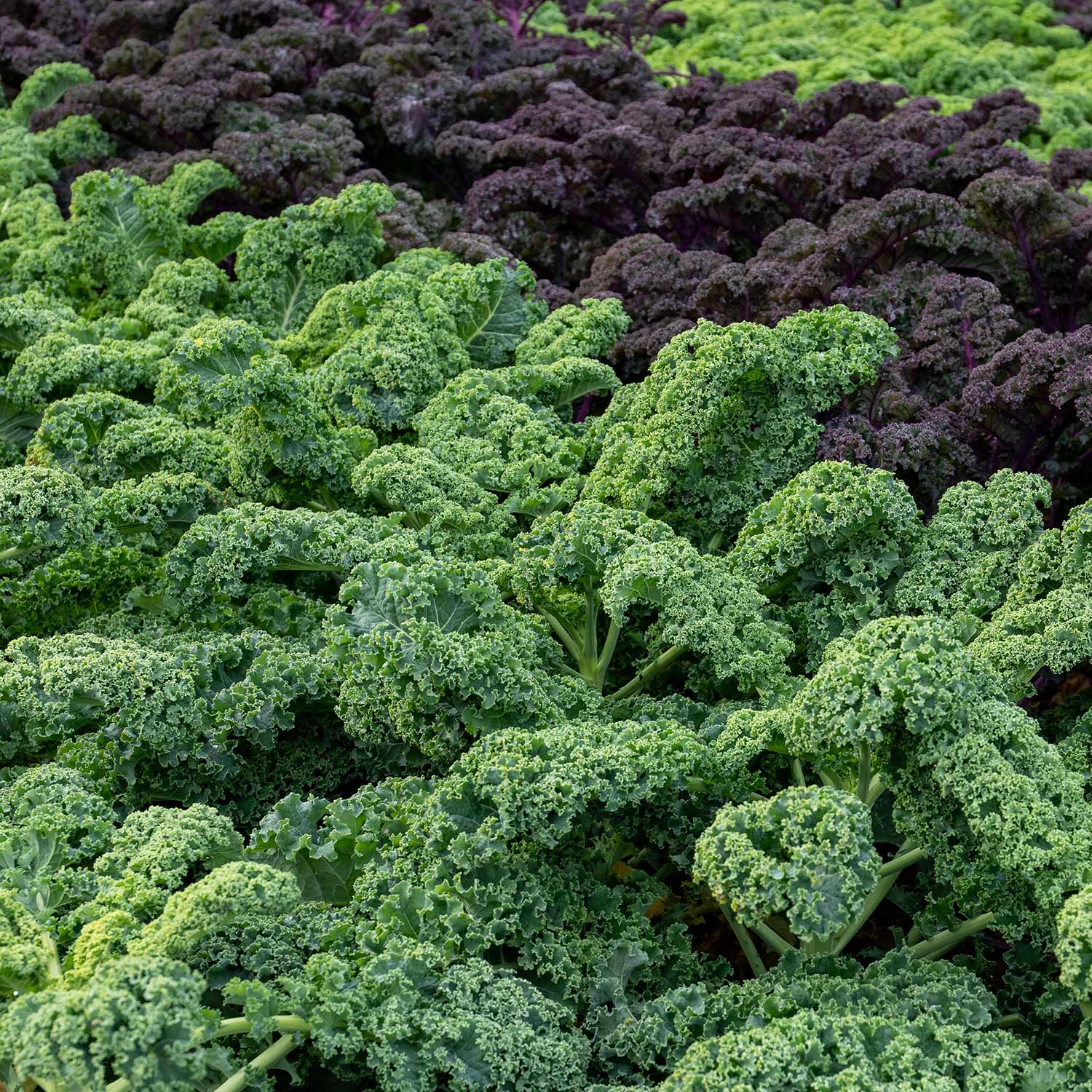 Kale Seeds 'Winterbor' F1 - Image 5