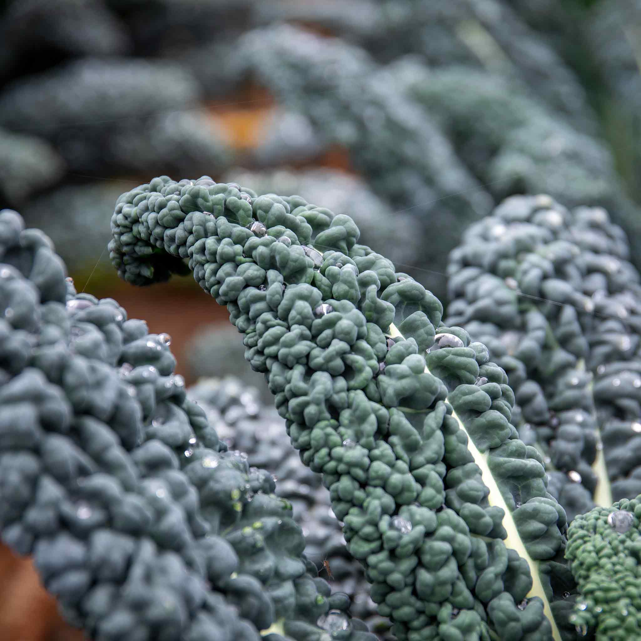 Kale Seeds 'Yurok' F1 - Image 8