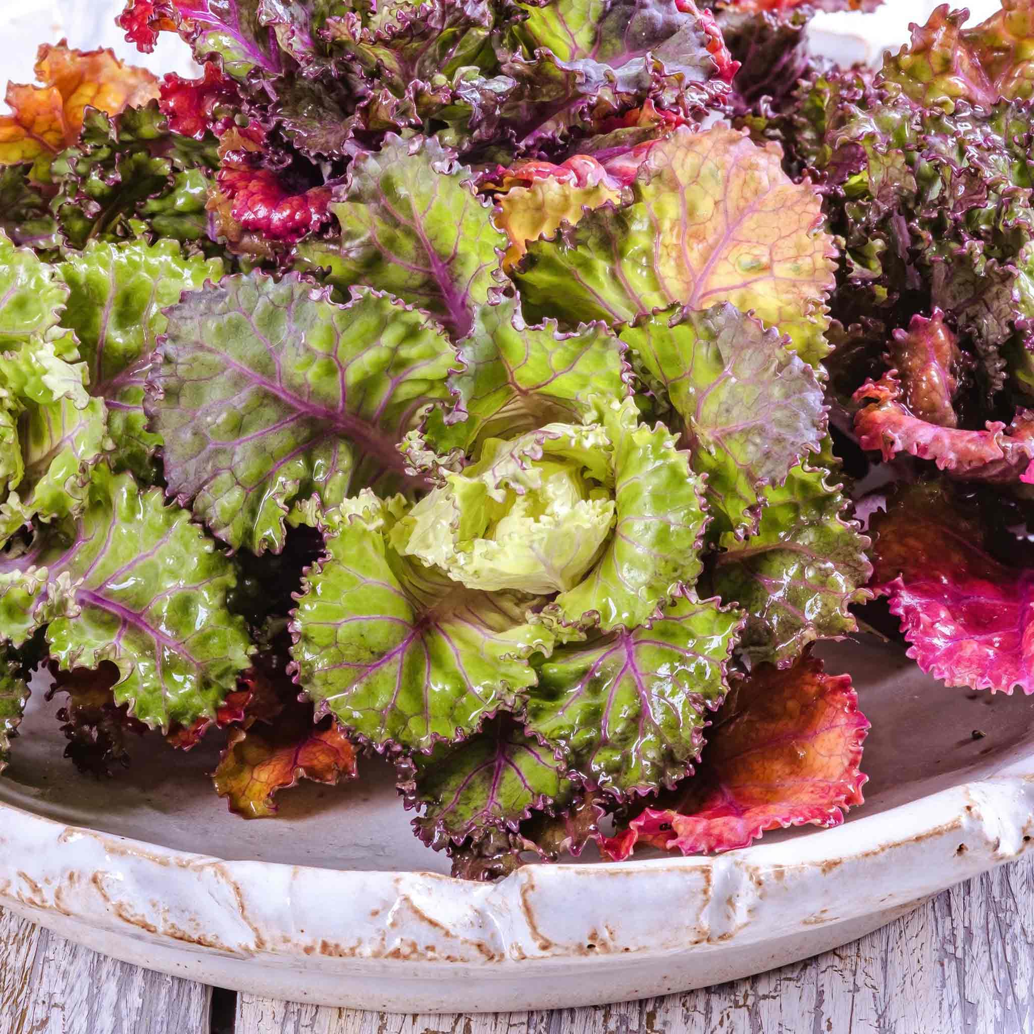 Kalettes Plants - Image 2