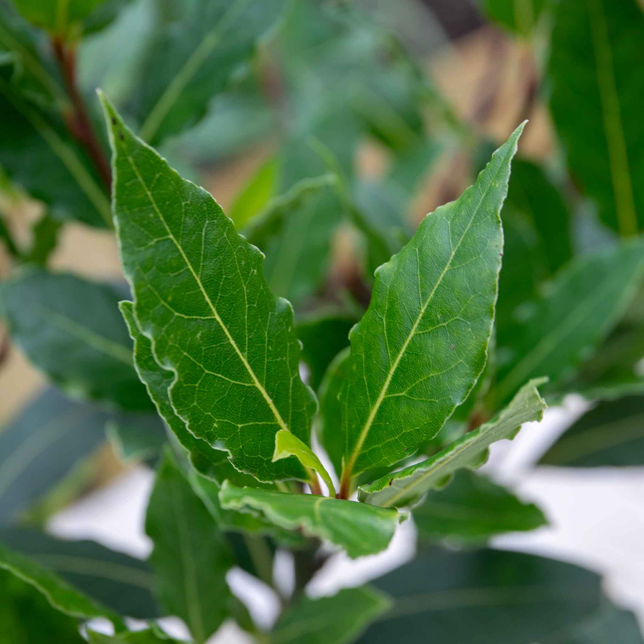 Kitchen Bay Tree - Image 2