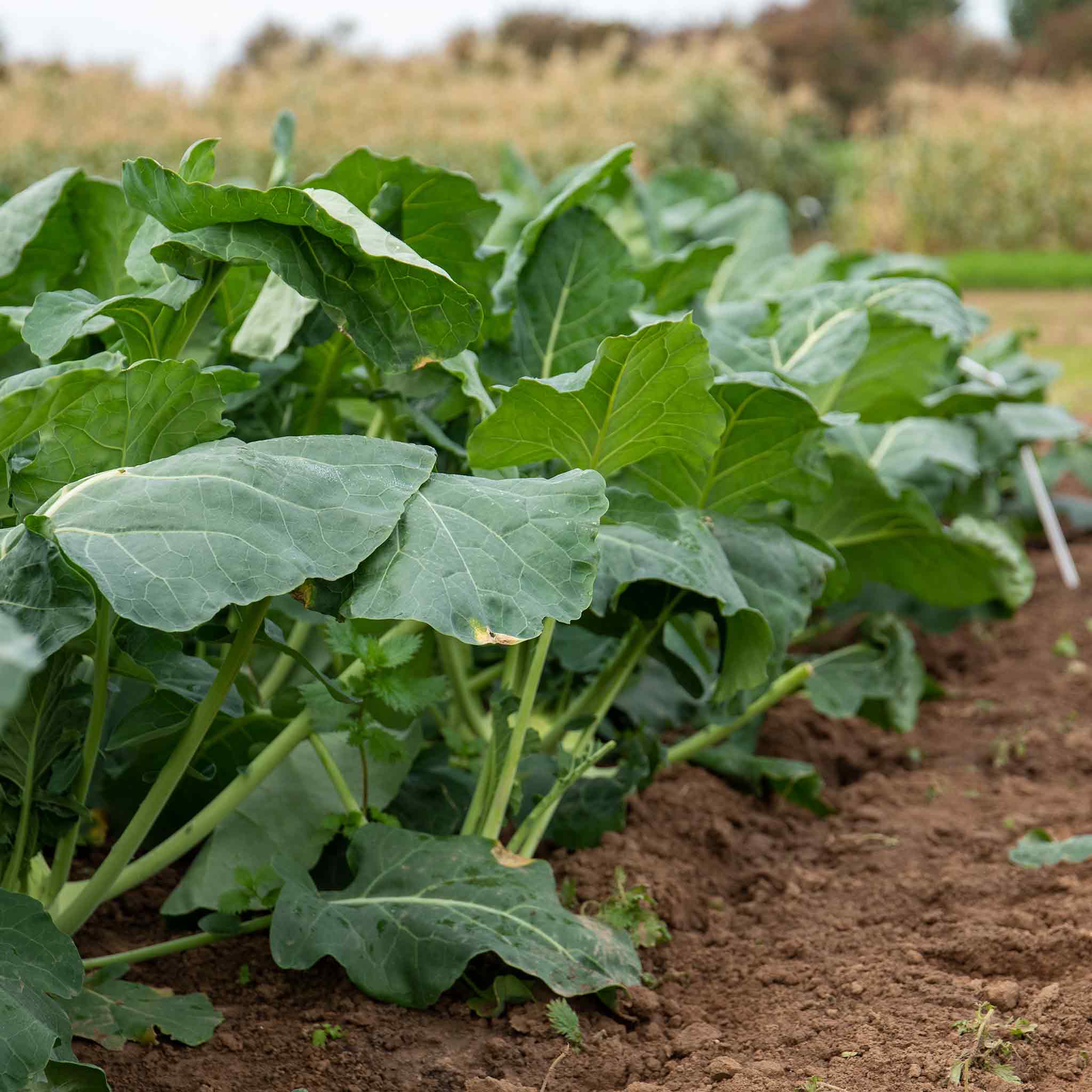 Kohl Rabi Seeds 'Azure Star' - Image 3