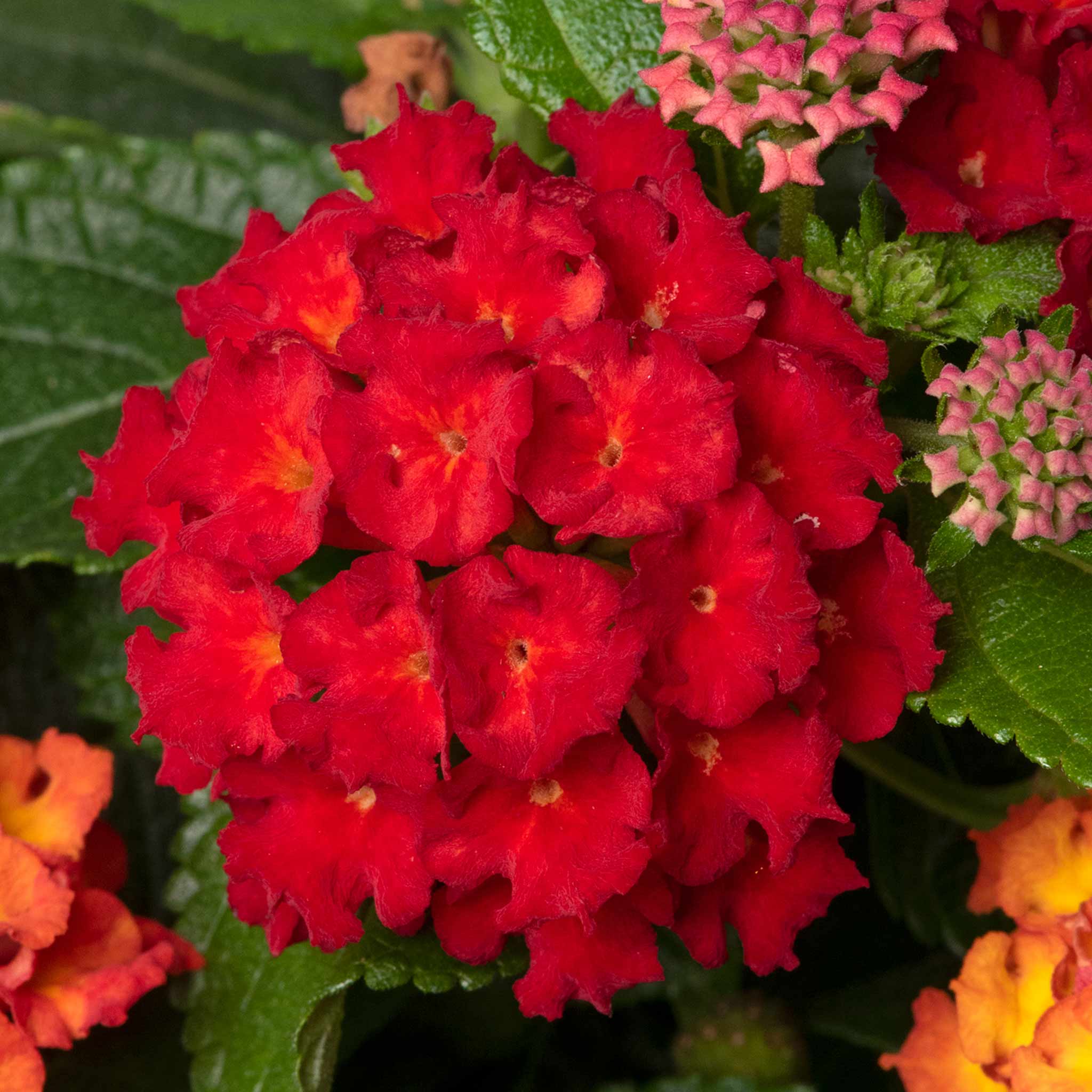 Lantana 'Bloomify Red' - Image 3