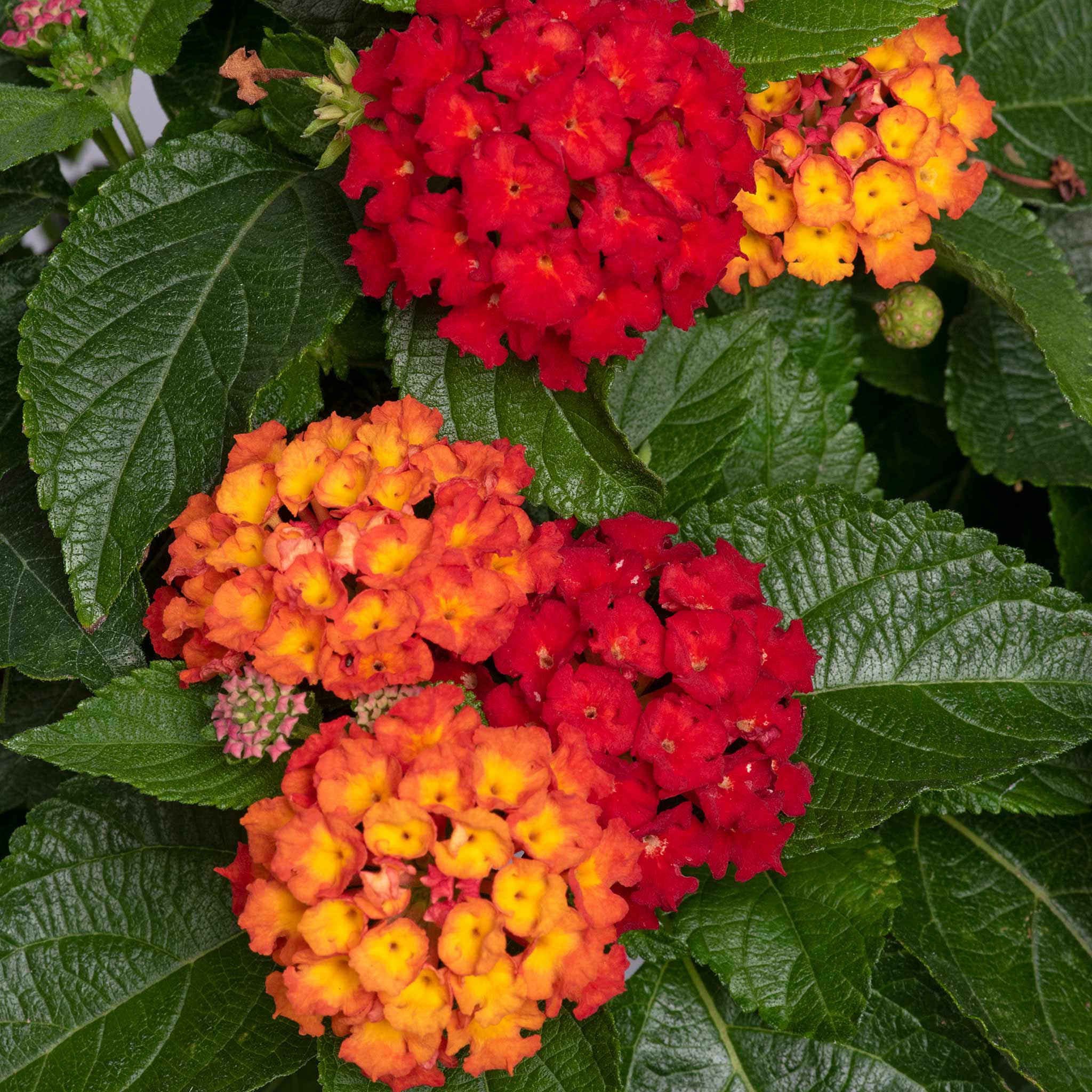 Lantana 'Bloomify Red' - Image 4