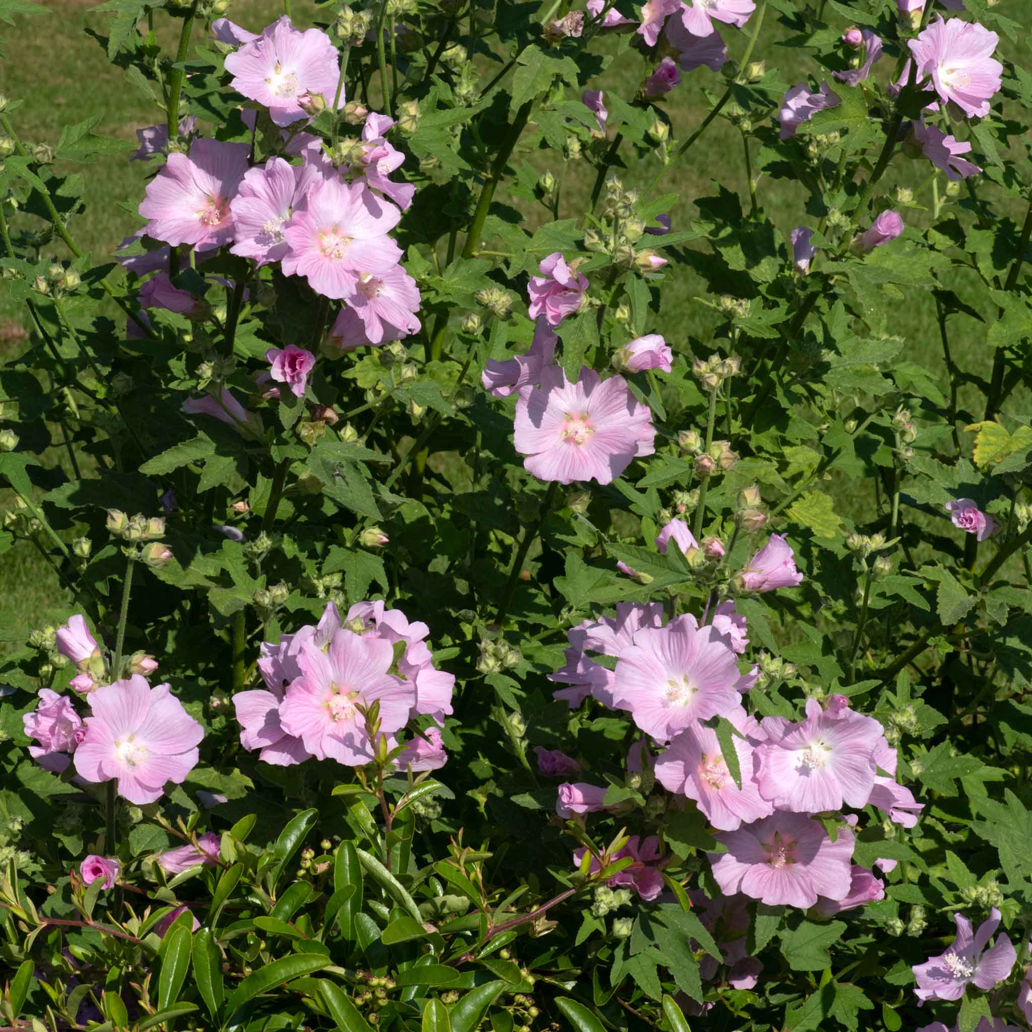 Lavatera 'Marshmallow Strawberry Cream' - Image 4