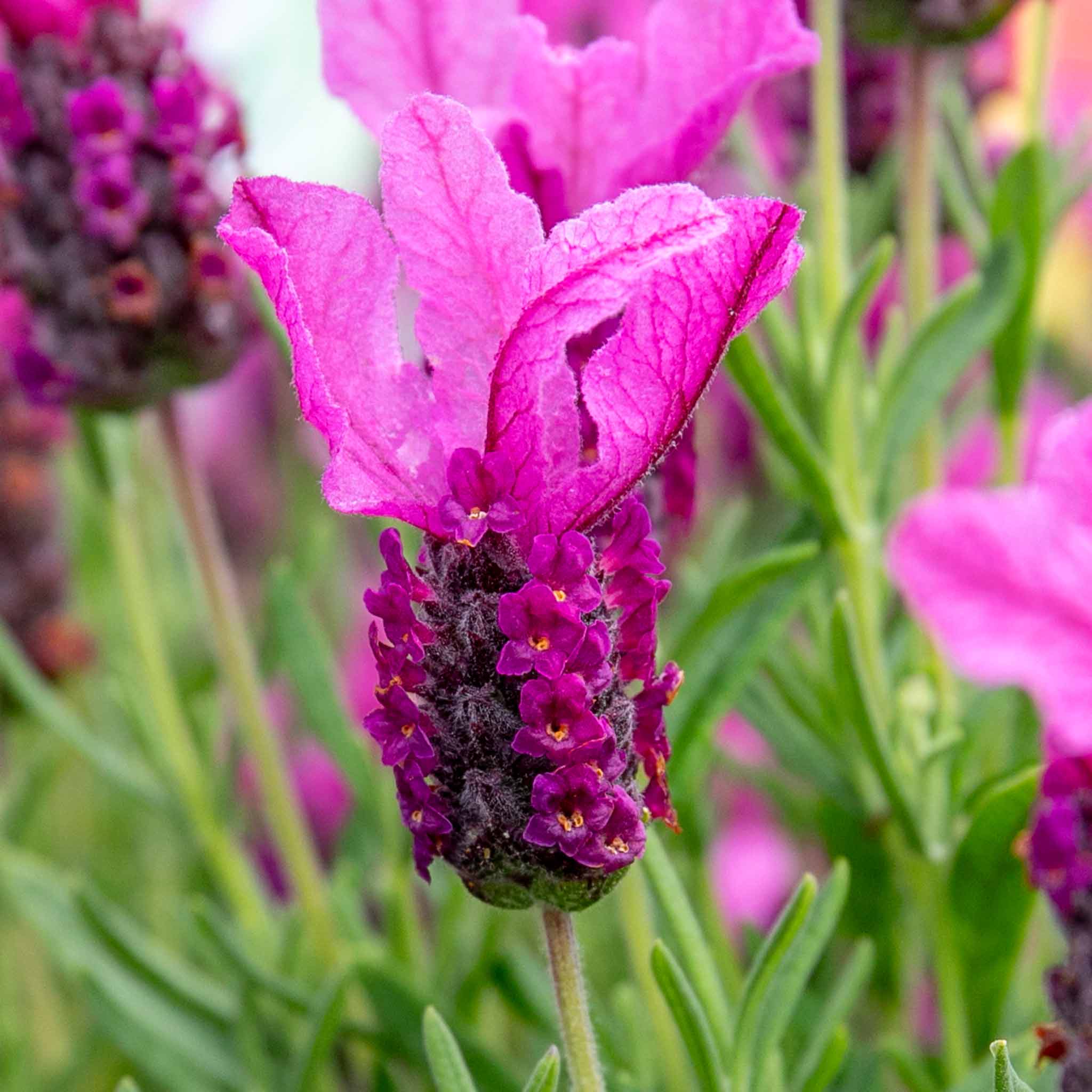 Lavender 'Butterfly Garden Pink Summer' - Image 2