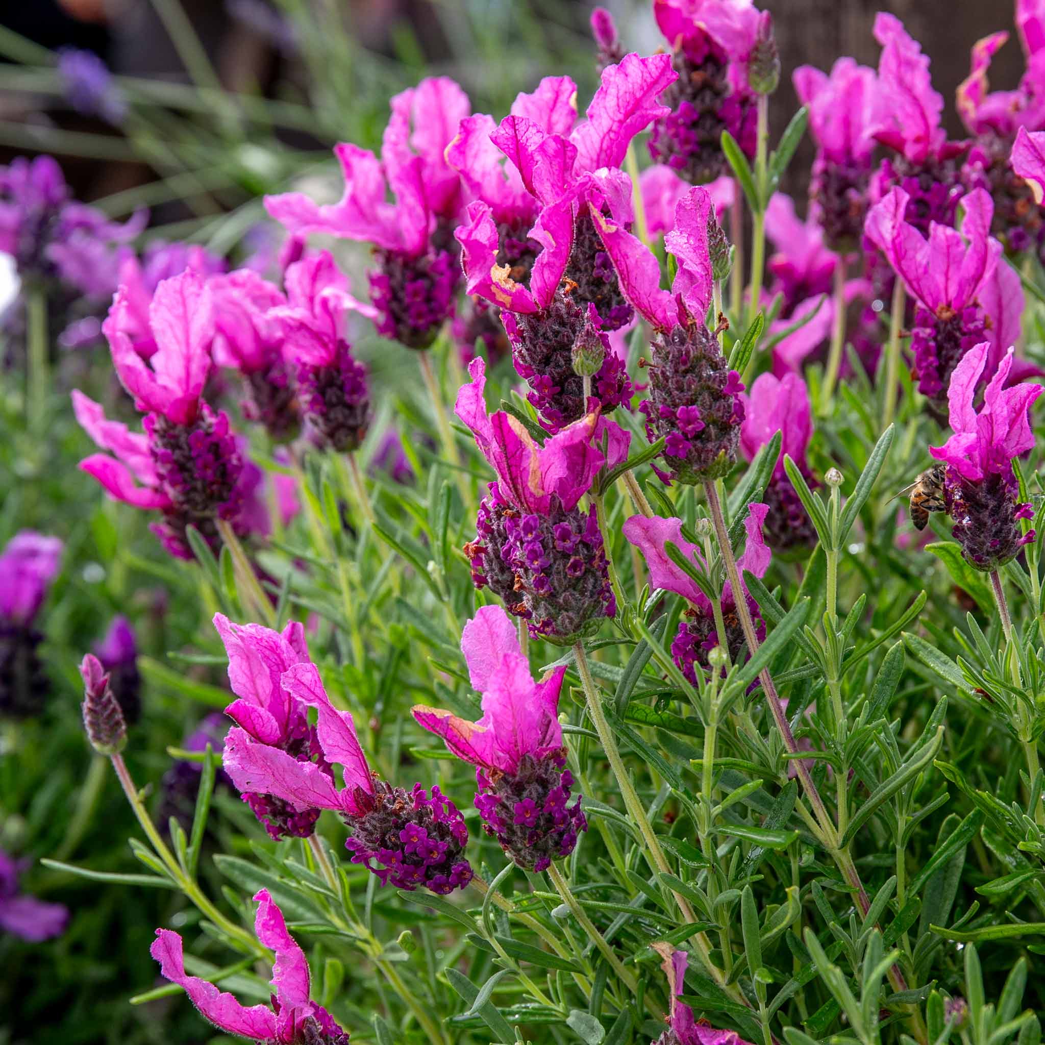 Lavender 'Butterfly Garden Pink Summer' - Image 7