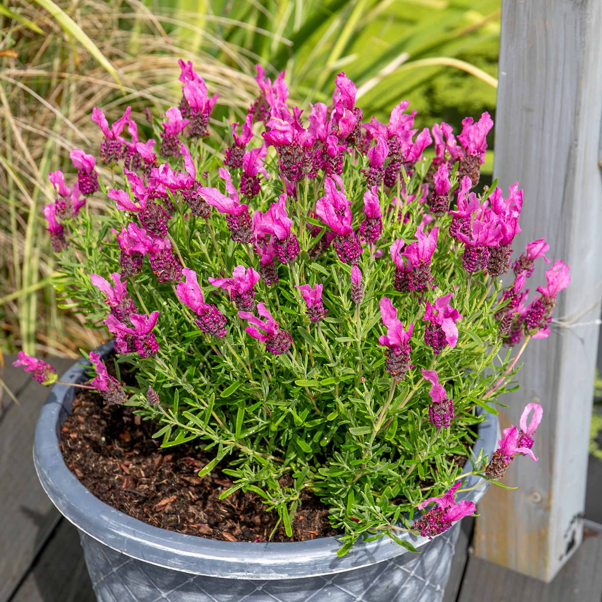 Lavender 'Butterfly Garden Pink Summer' - Image 8