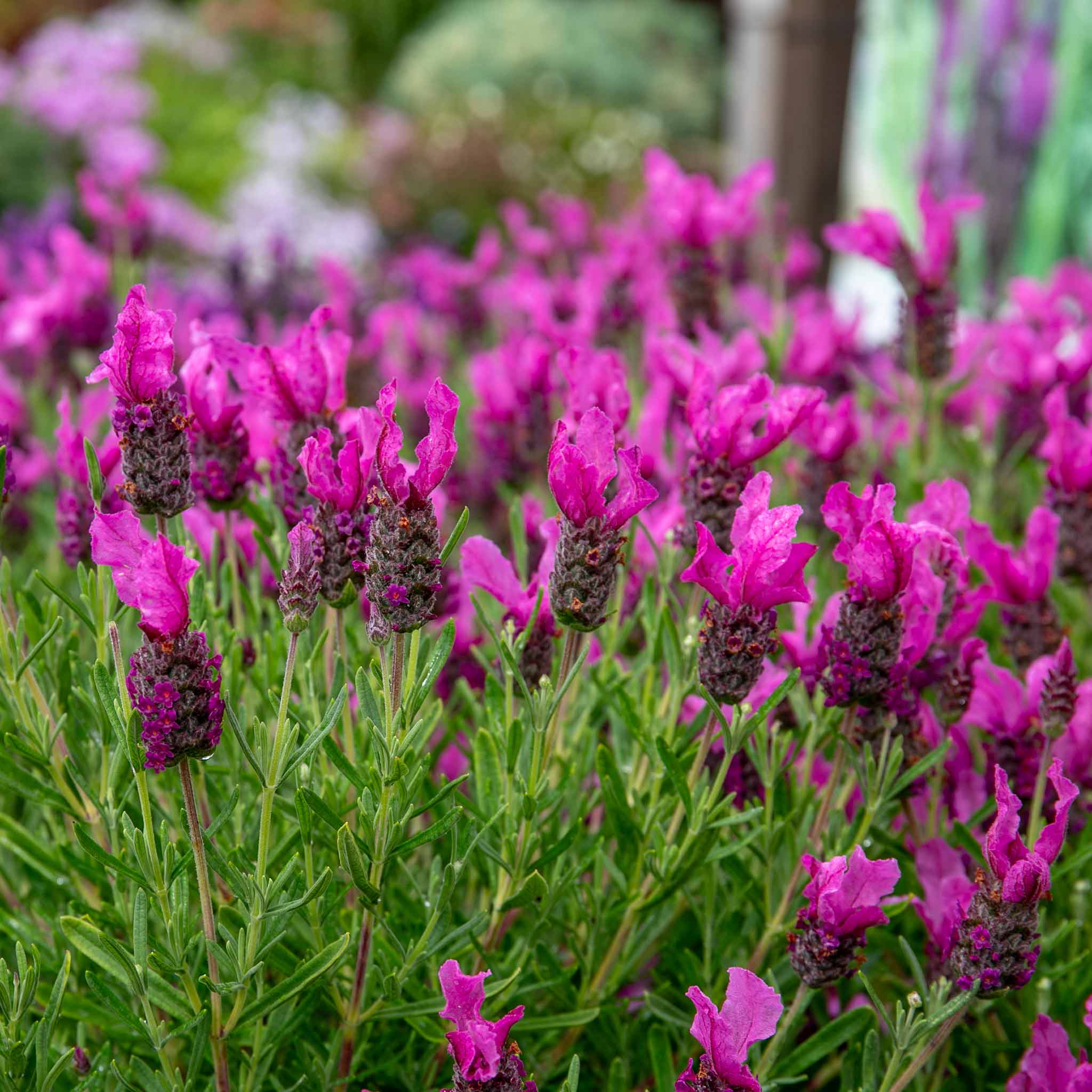 Lavender 'Butterfly Garden Pink Summer' - Image 9