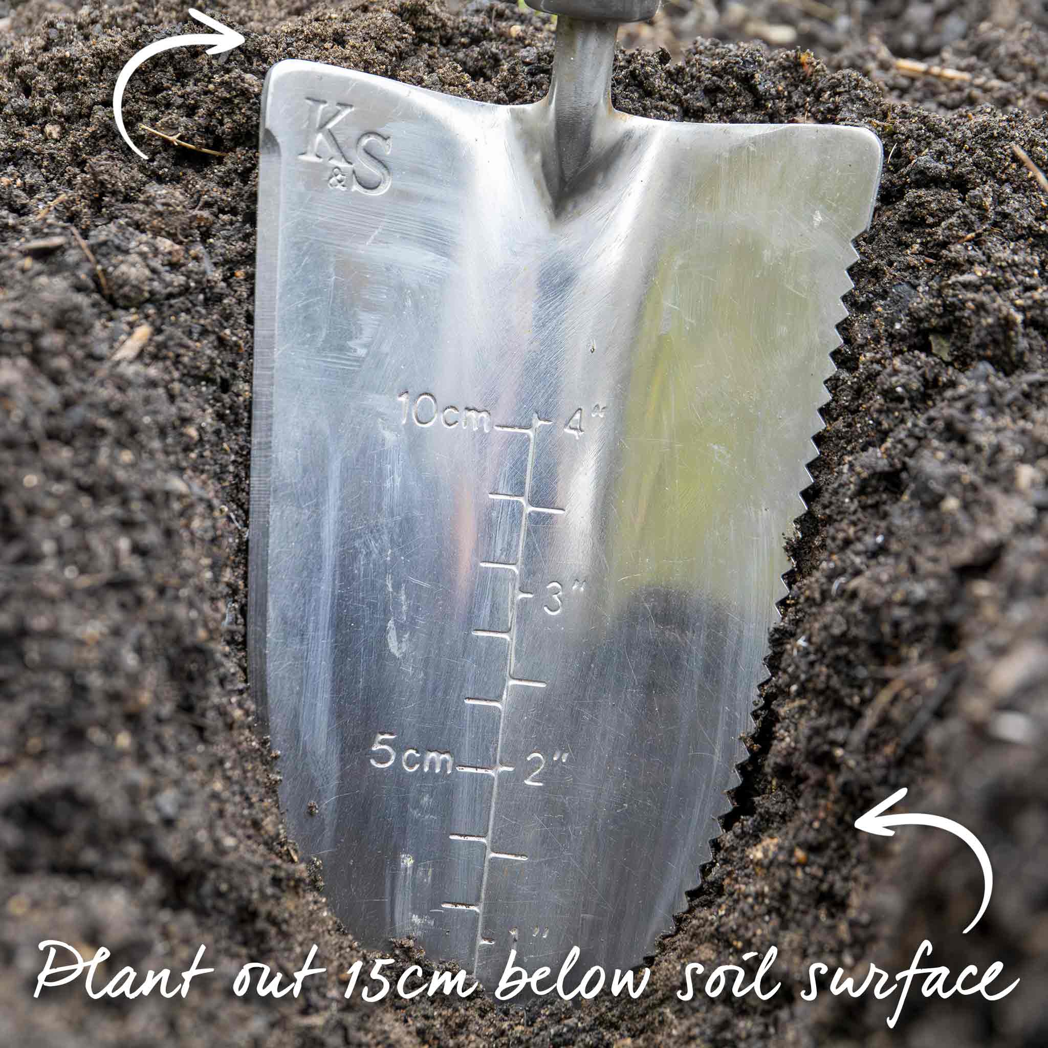 Leek Seeds 'Lancaster' F1 - Image 9