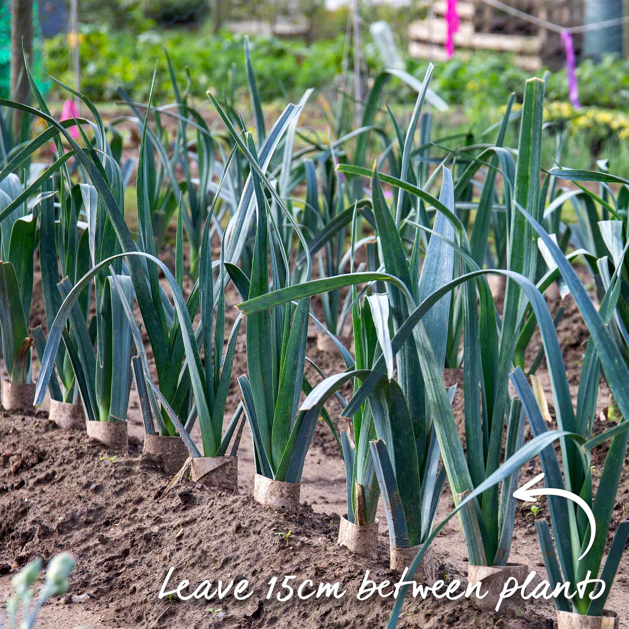 Leek 'Tornado' - Image 6