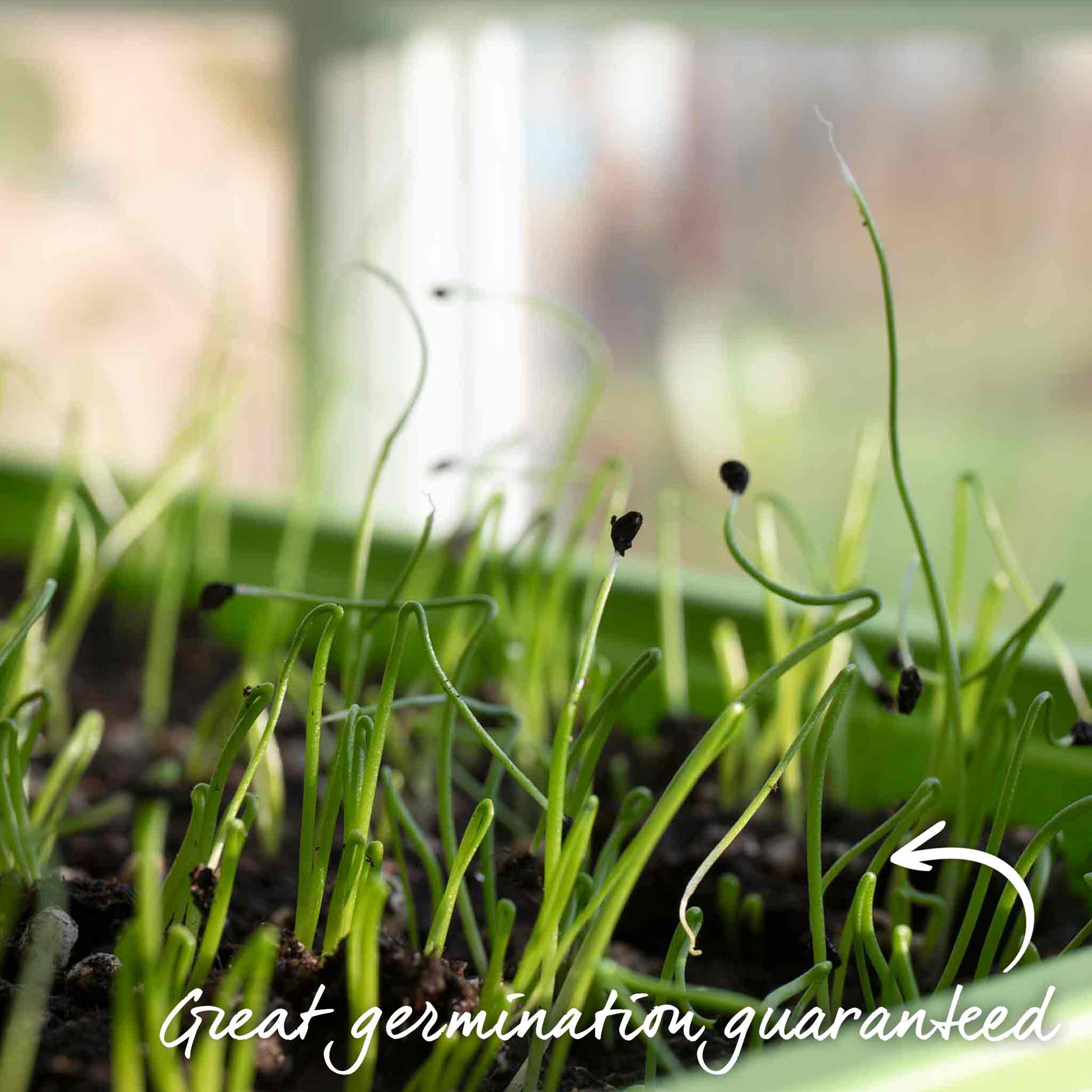 Leek Seeds 'Porbella' - Image 3