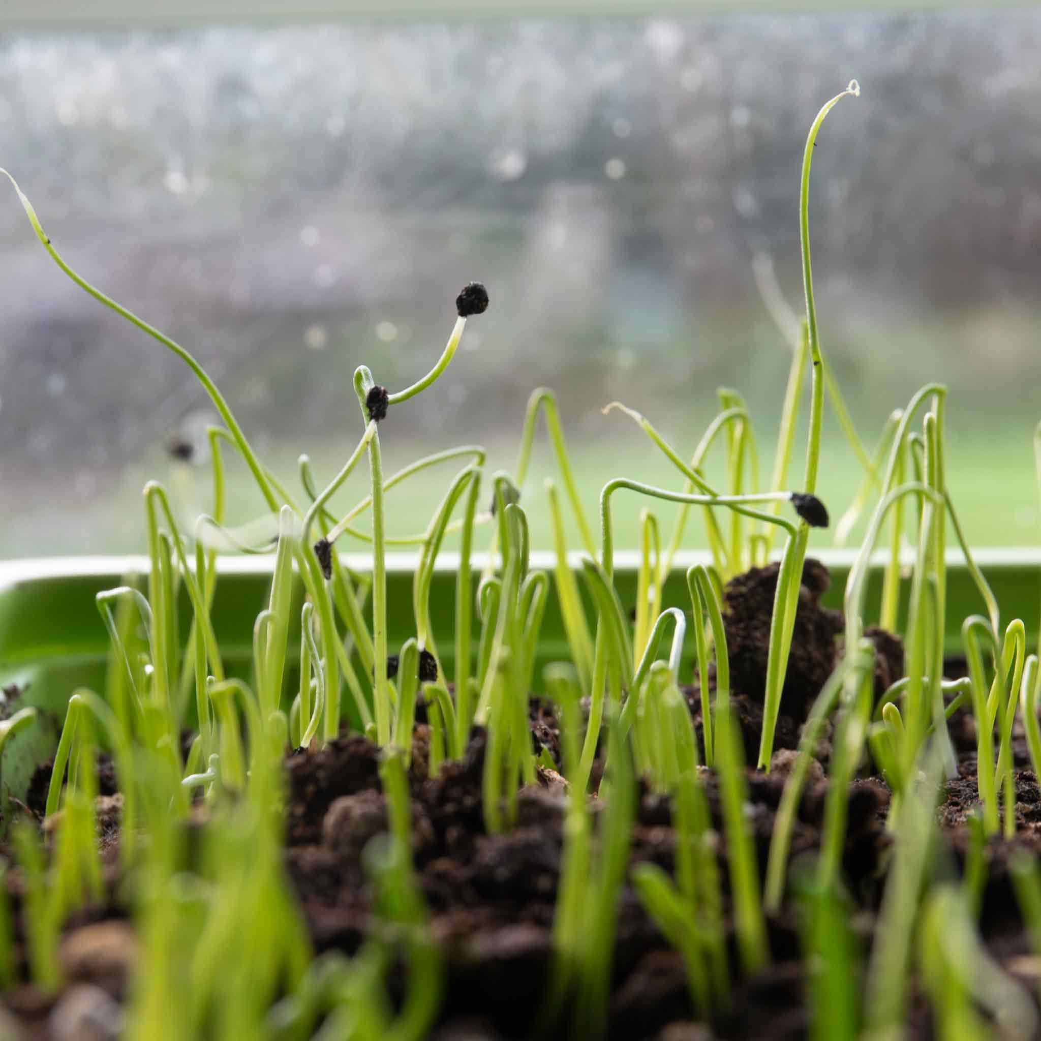 Leek Seeds 'Terminal' - Image 3