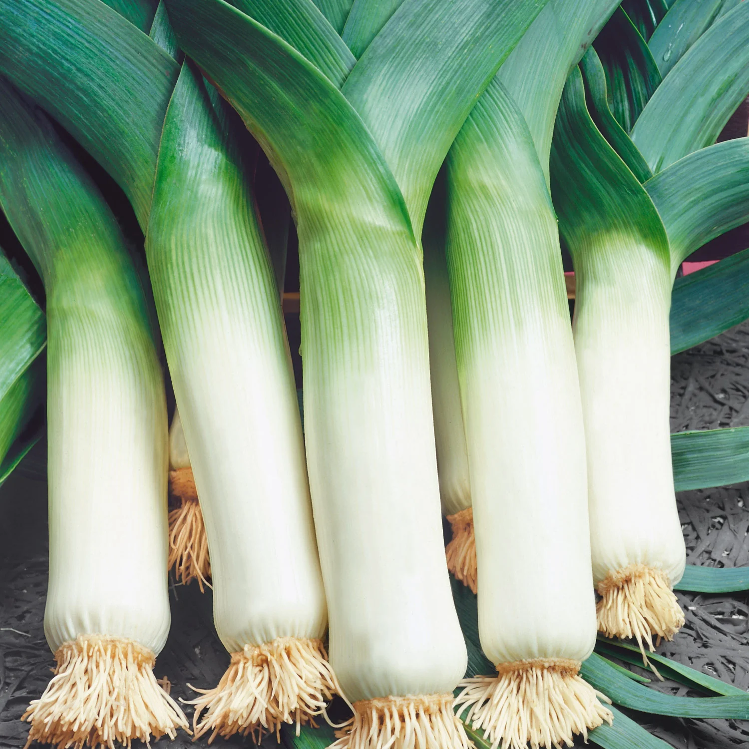 Leek Seeds 'Winter Giant 2'