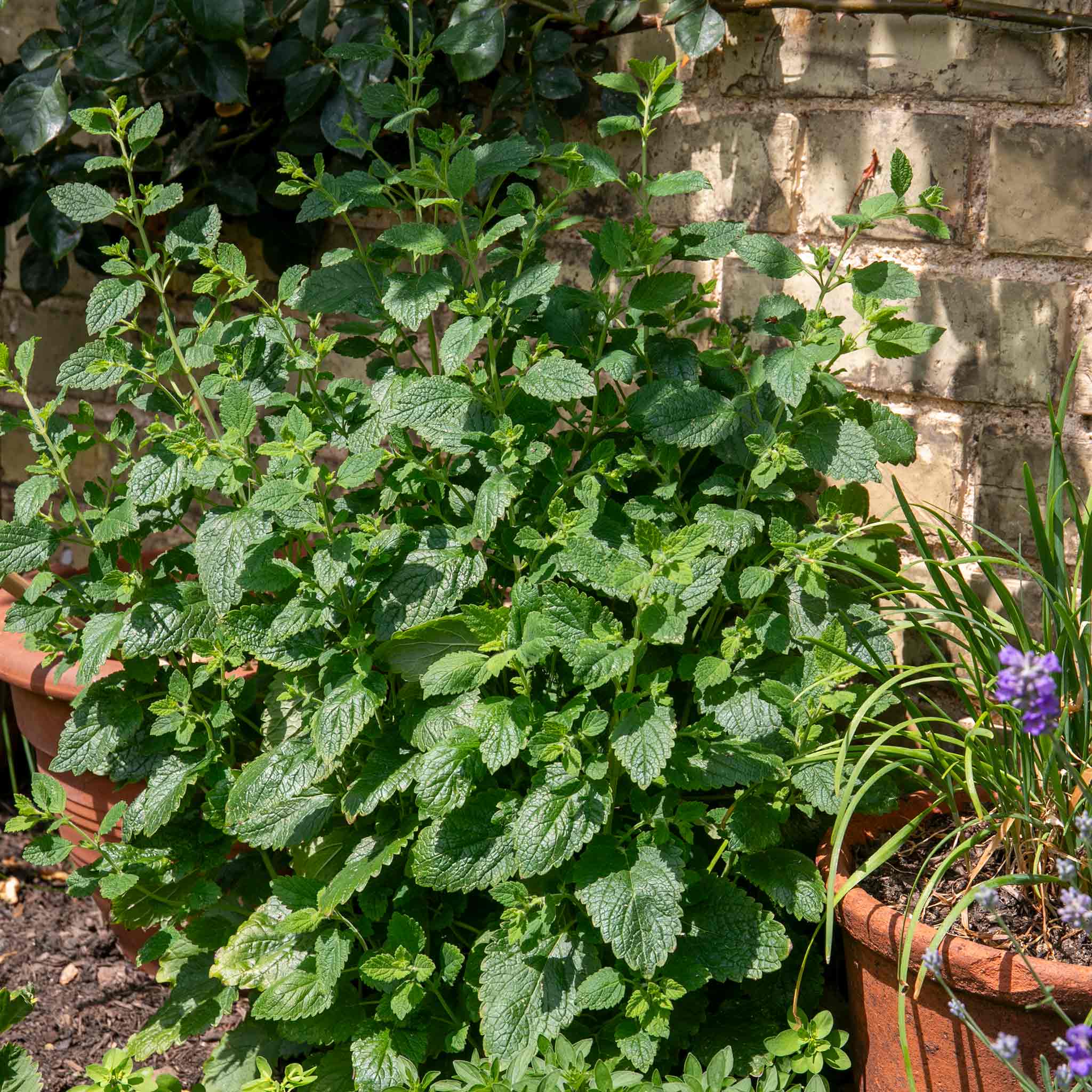 Lemon Balm Plant - Image 4