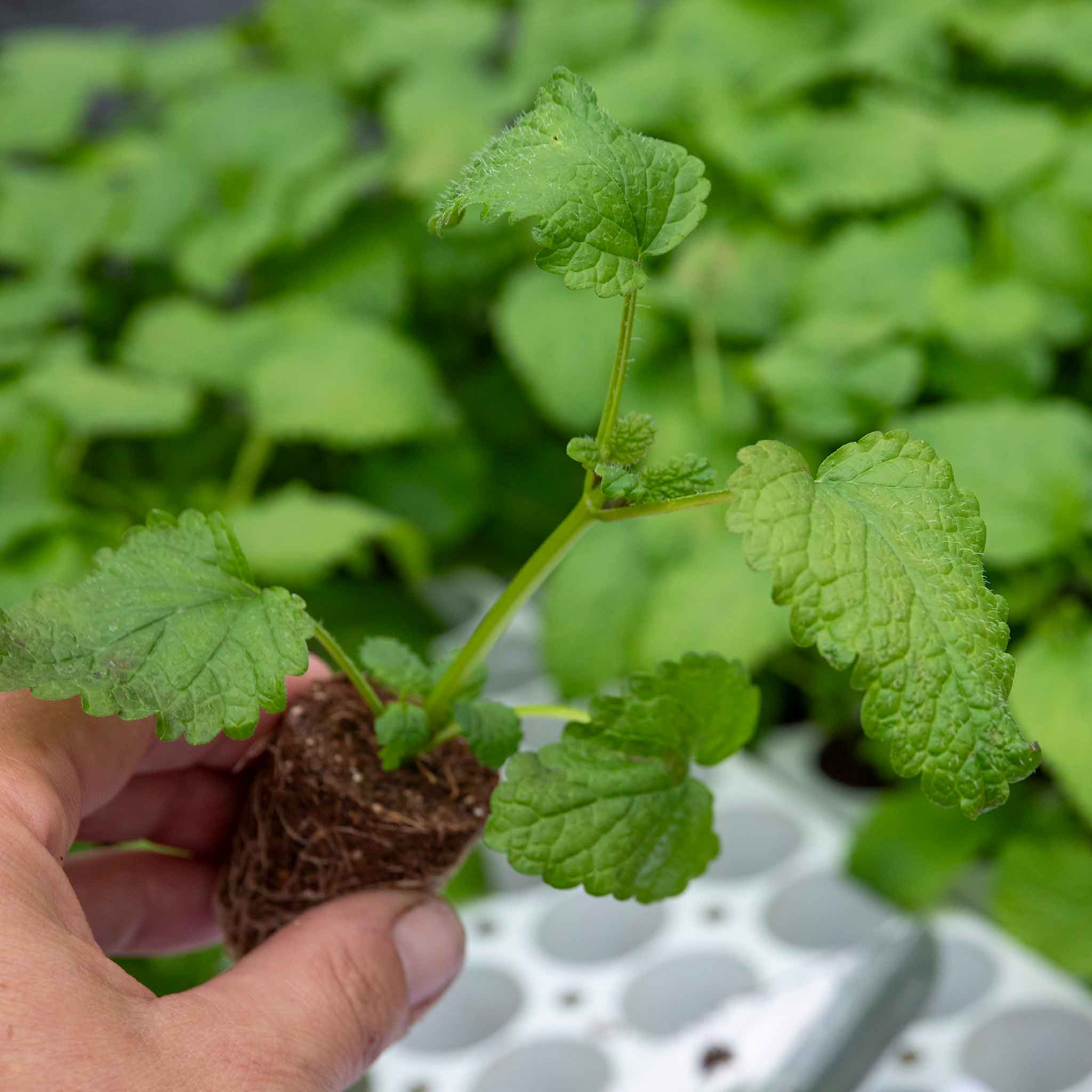Lemon Balm Plant - Image 5