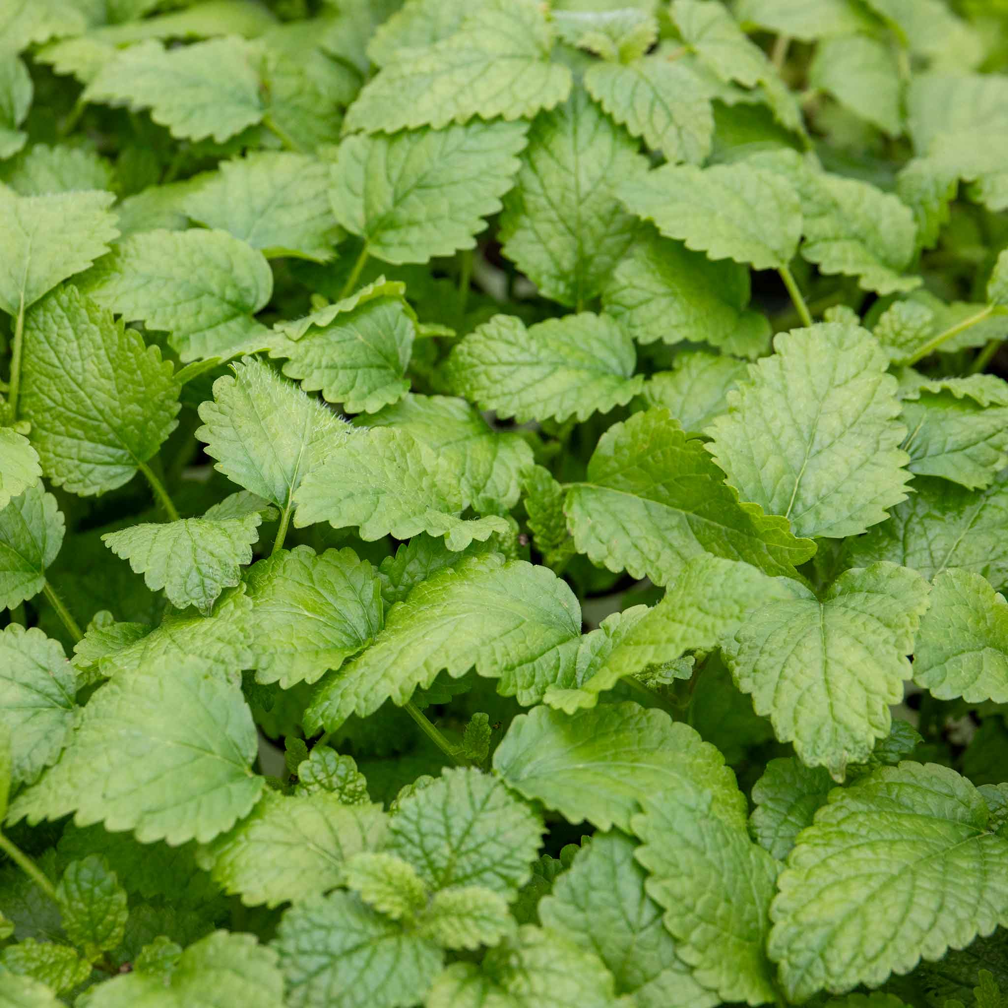 Lemon Balm Plant - Image 6