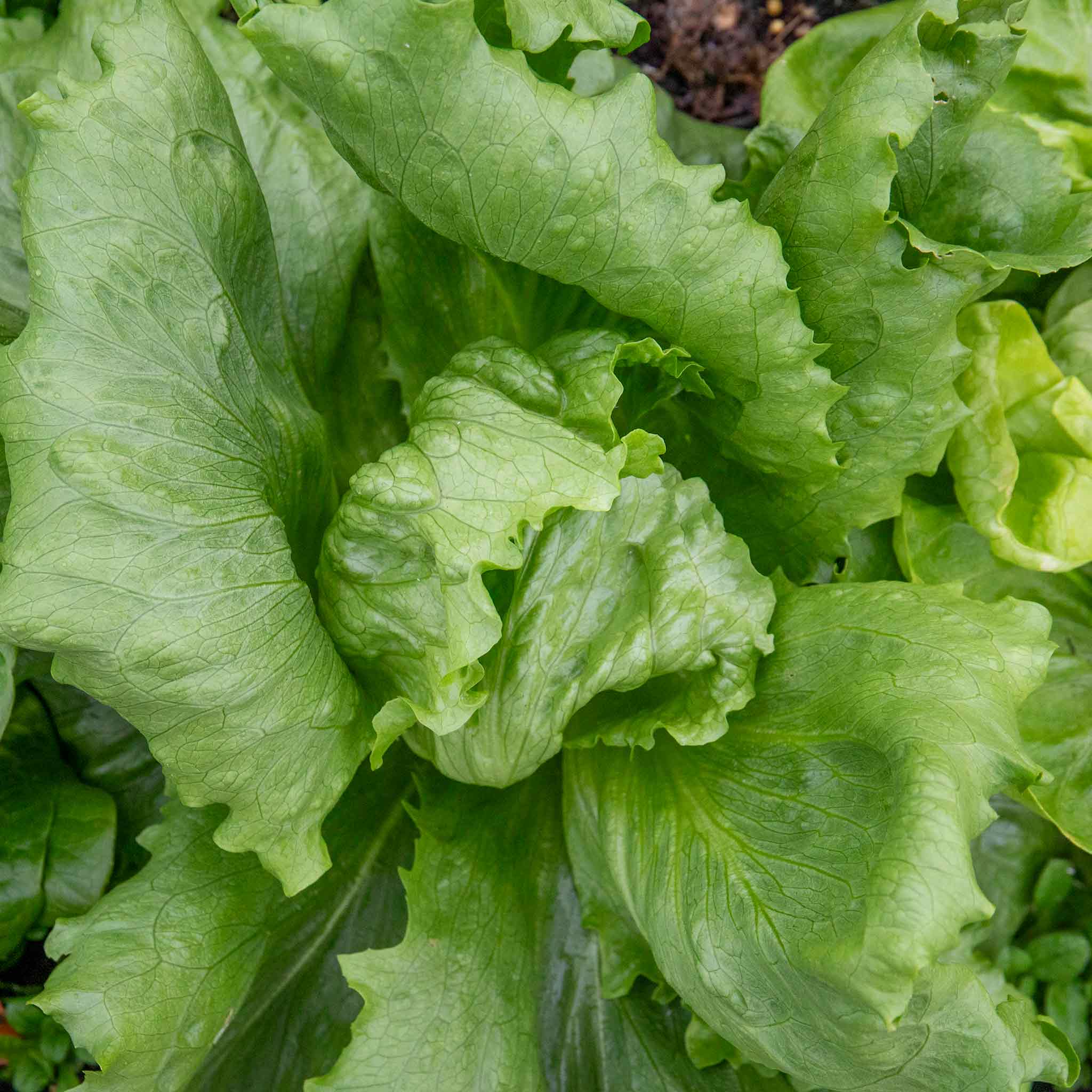 Lettuce 'Saladin' - Image 6