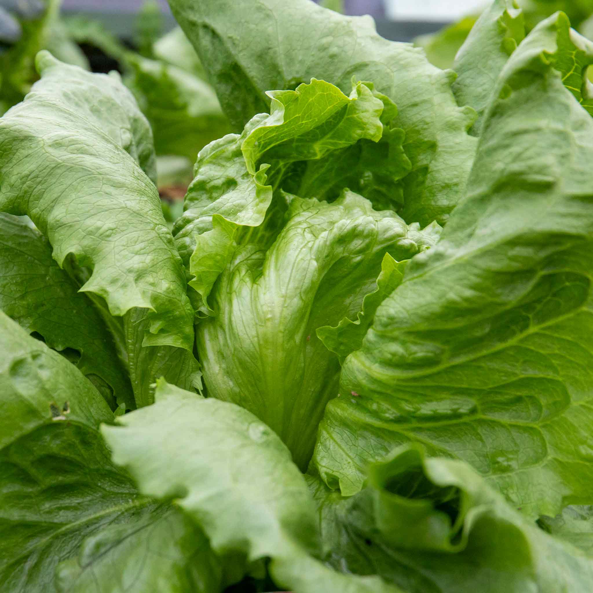 Lettuce 'Saladin' - Image 4