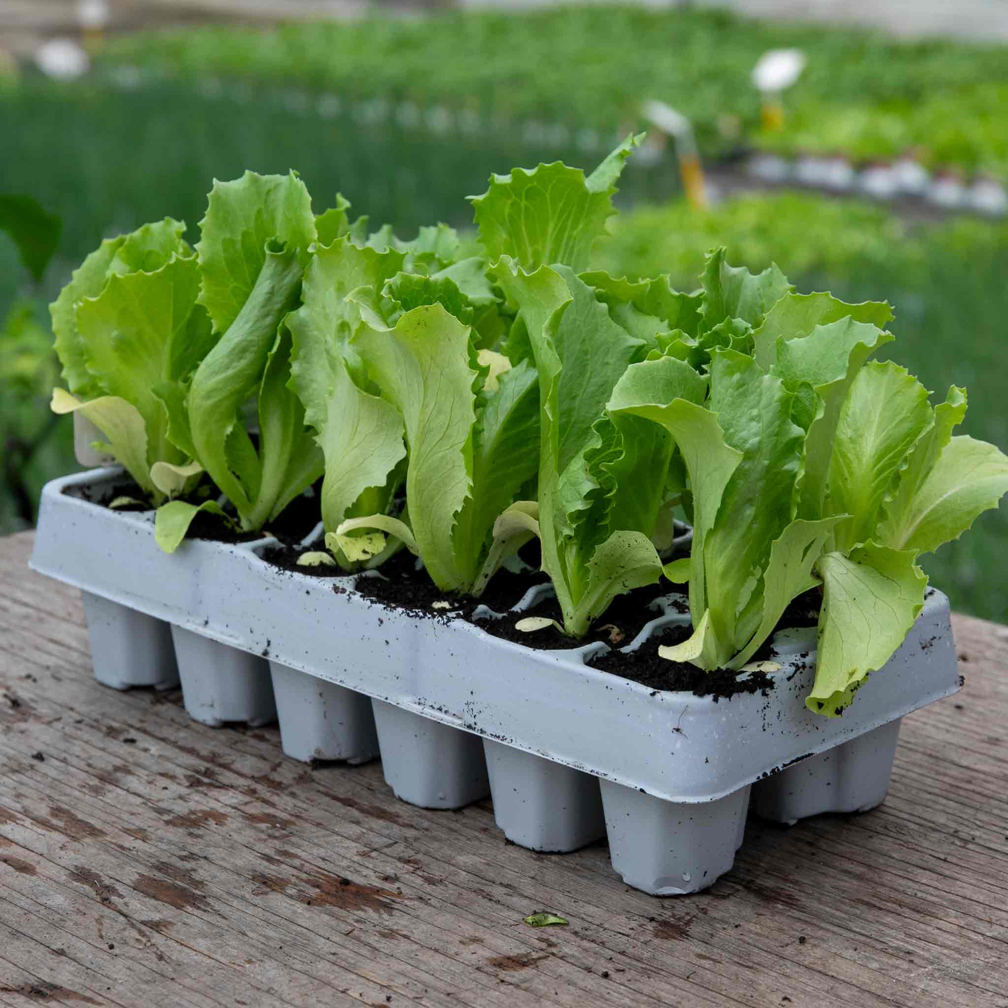 Lettuce 'Saladin' - Image 5