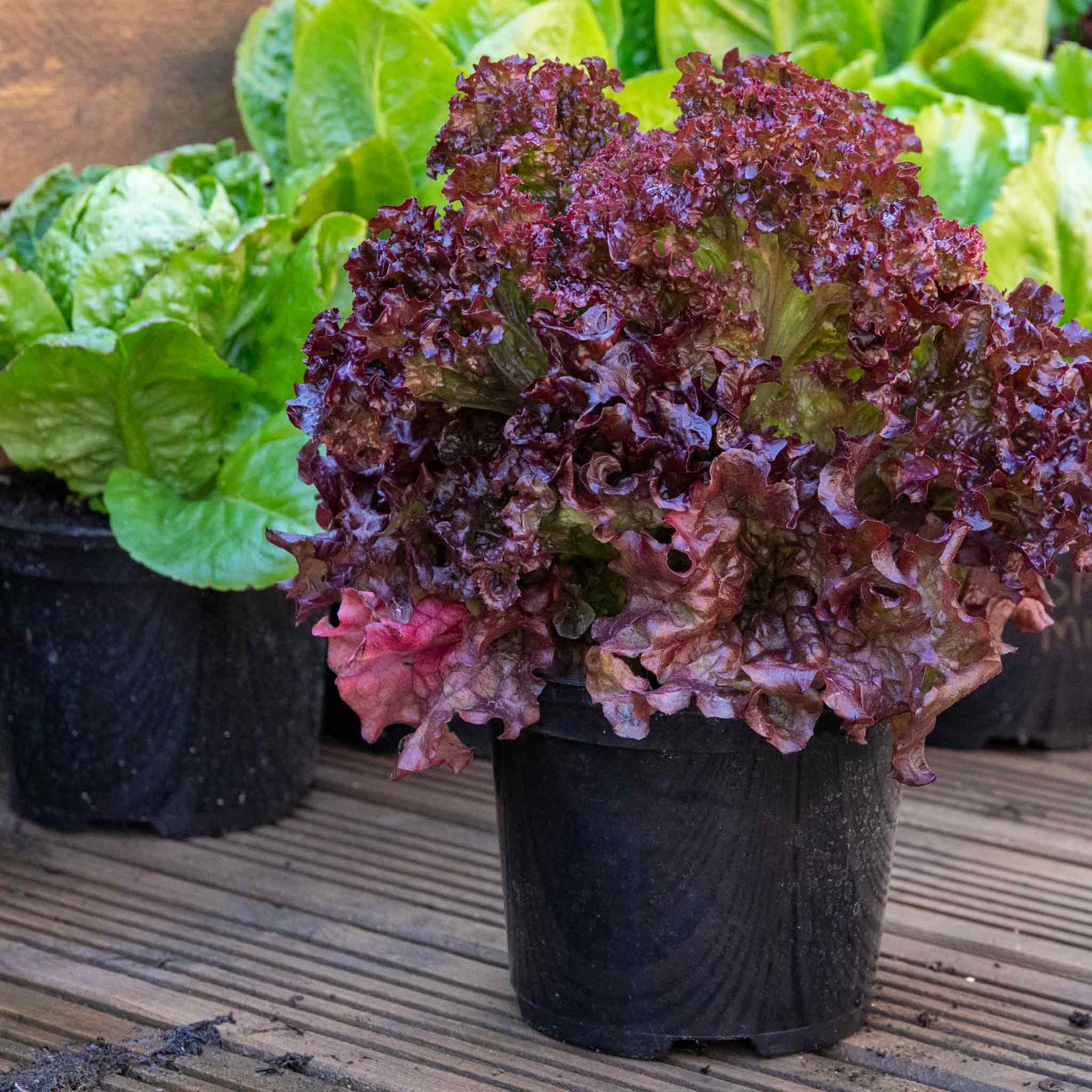 Lettuce 'Lollo Rossa' - Image 3